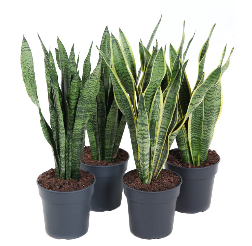 Mix Sansevieria p19, D 19
