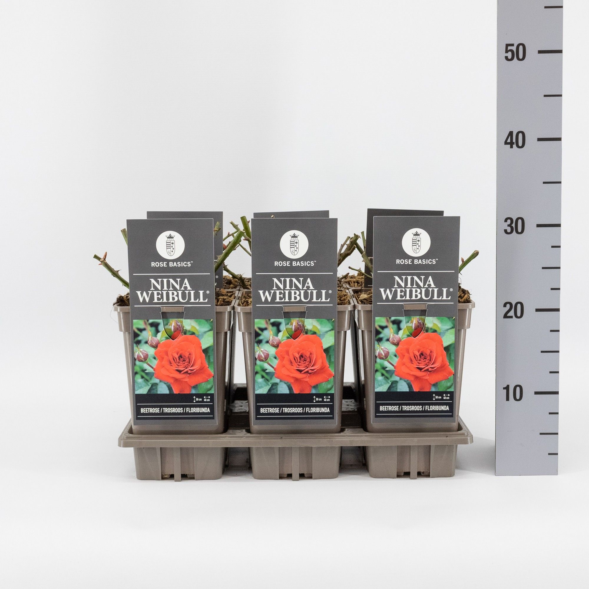 Rosa (F) Nina Weibull ®, C3, D 17