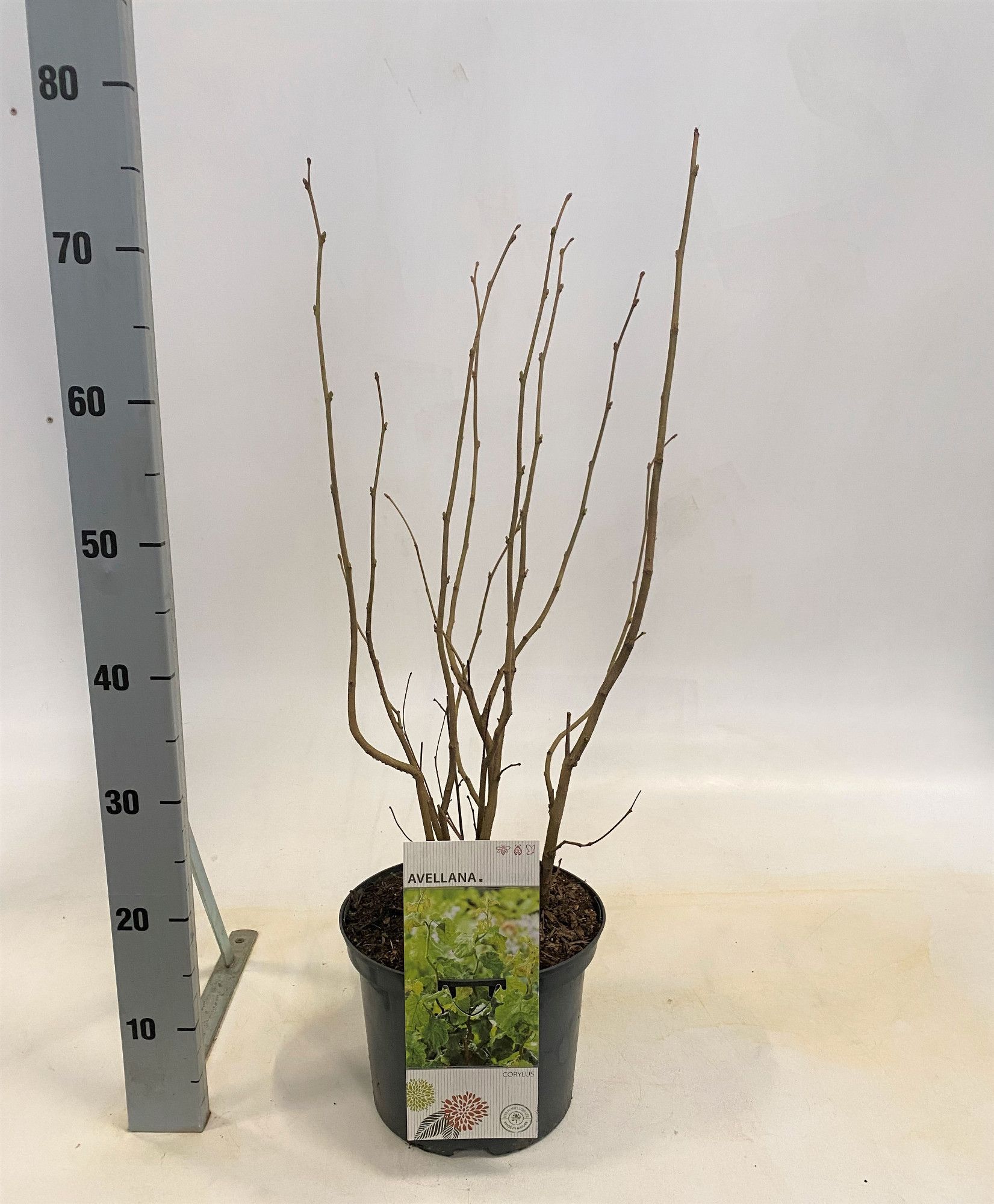 Corylus avellana, D 23