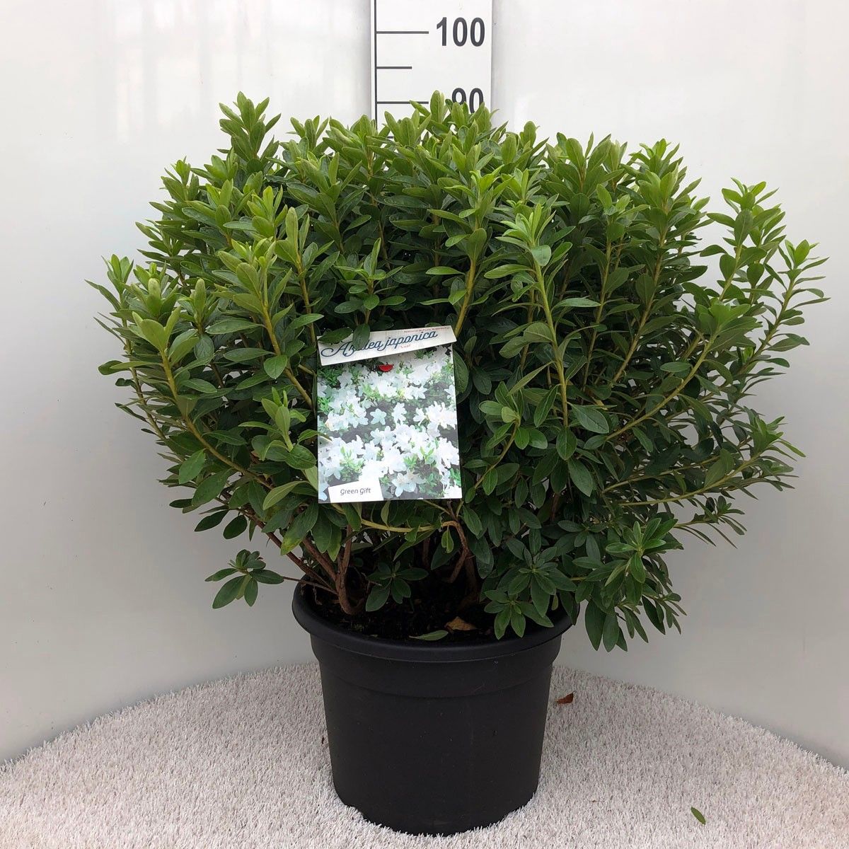 Rhodo. (AJ) 'Luzi' white, D 37