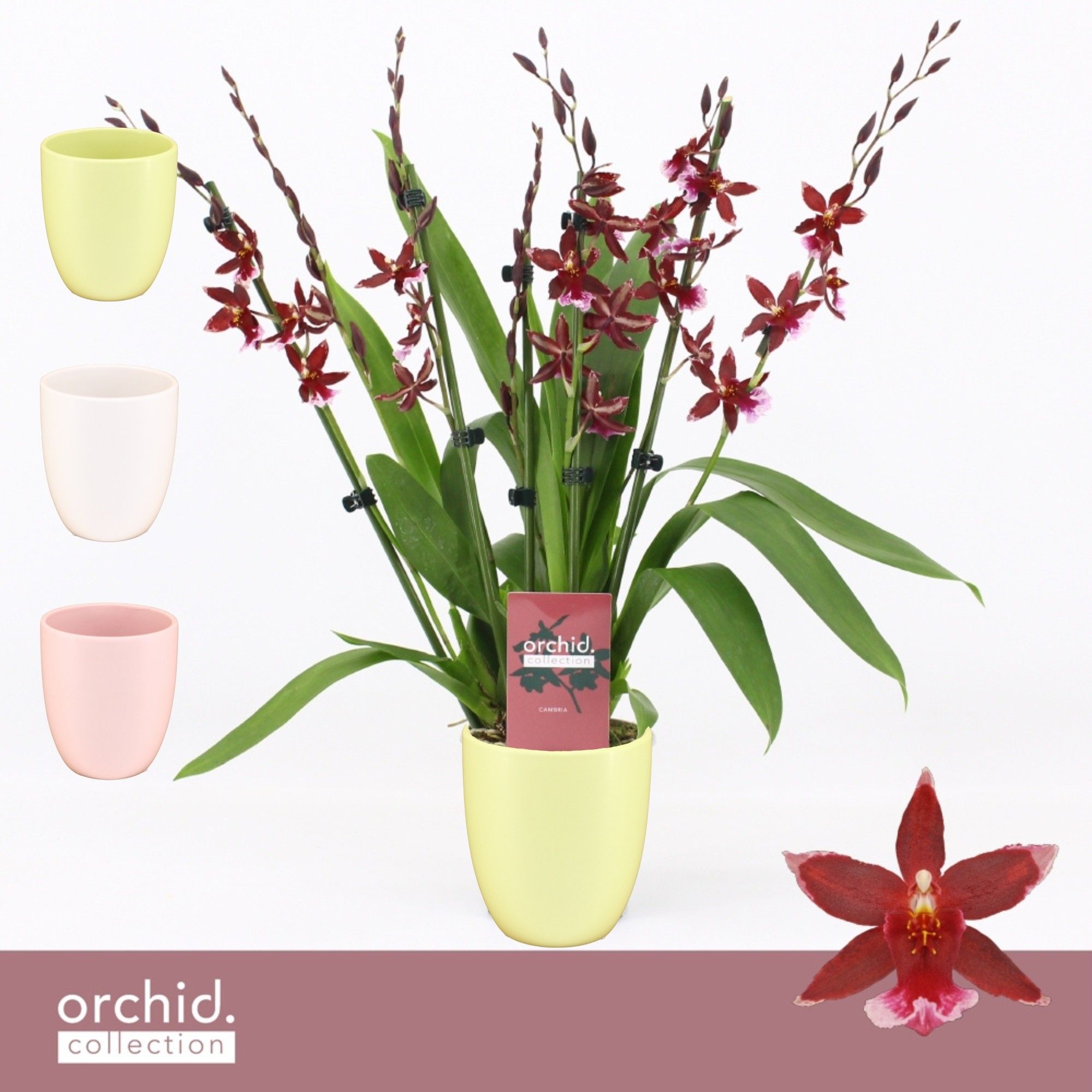 Barrocco Red, 7+ spike Compact in Lotte 'Orchid Collection', D 12