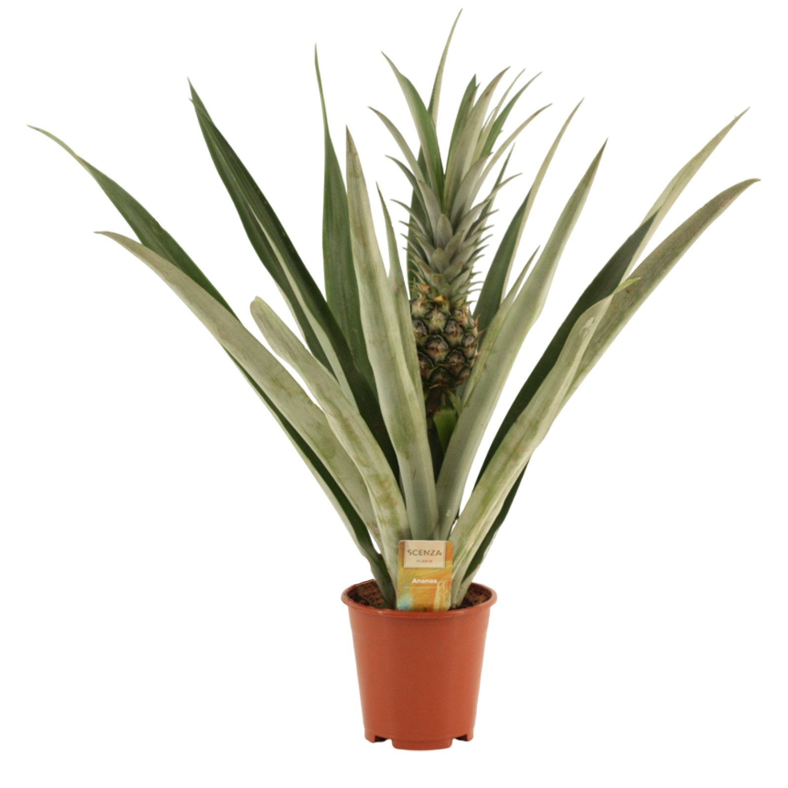 Ananas Champaca 14 cm, D 14
