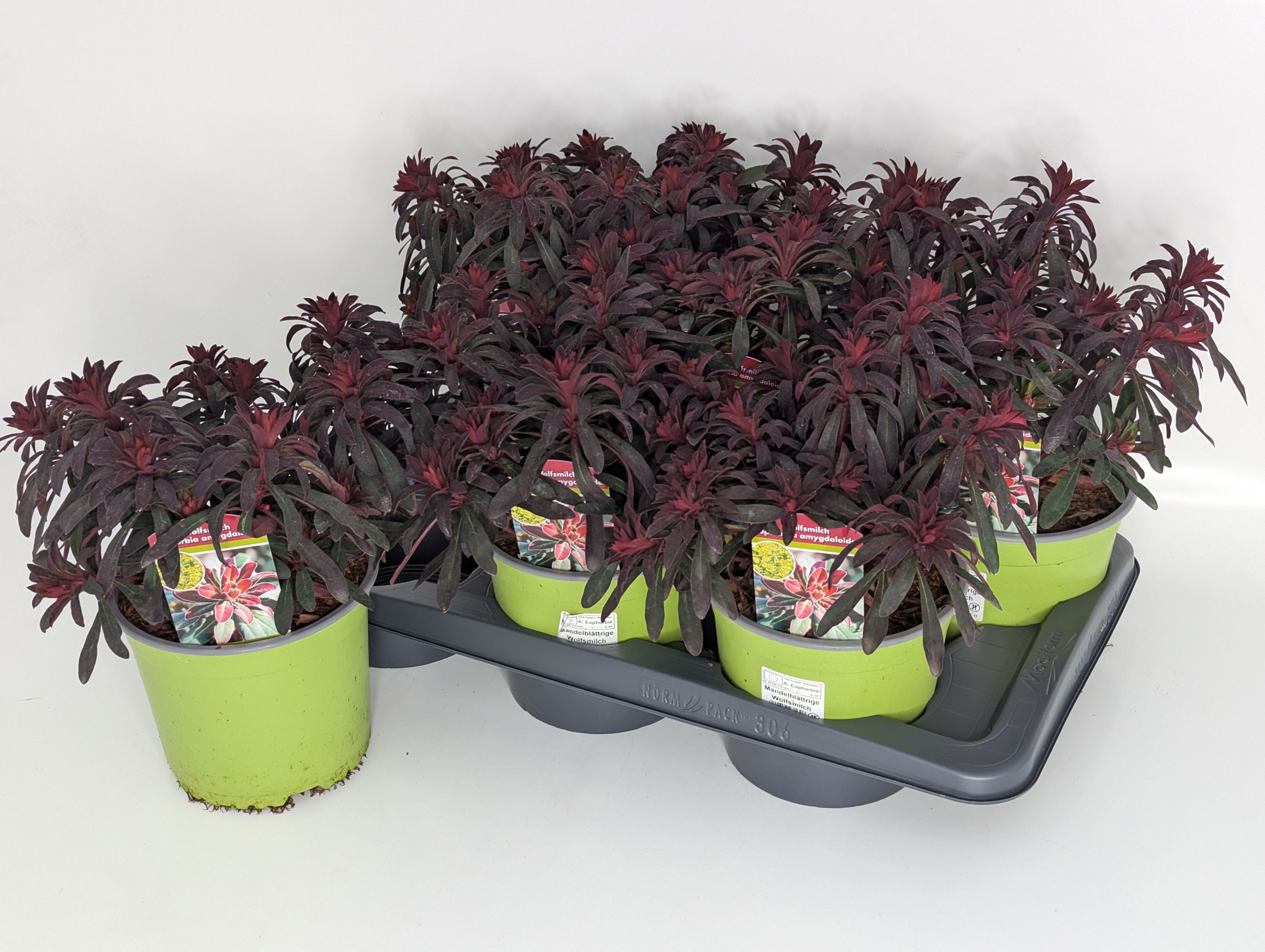 Euphorbia Miners Merlot T17, D 17