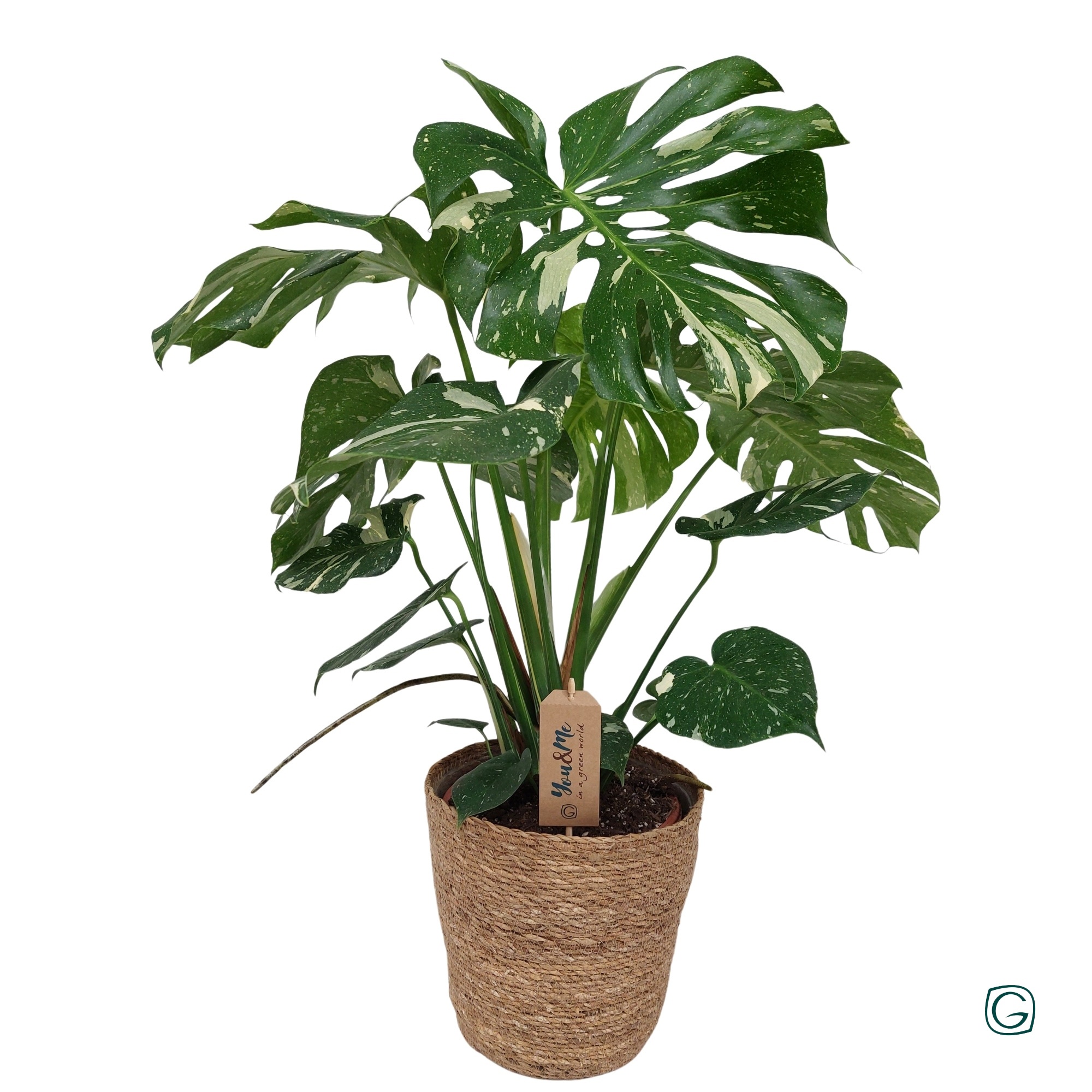 Monstera Thai p21 in natural basket, D 21