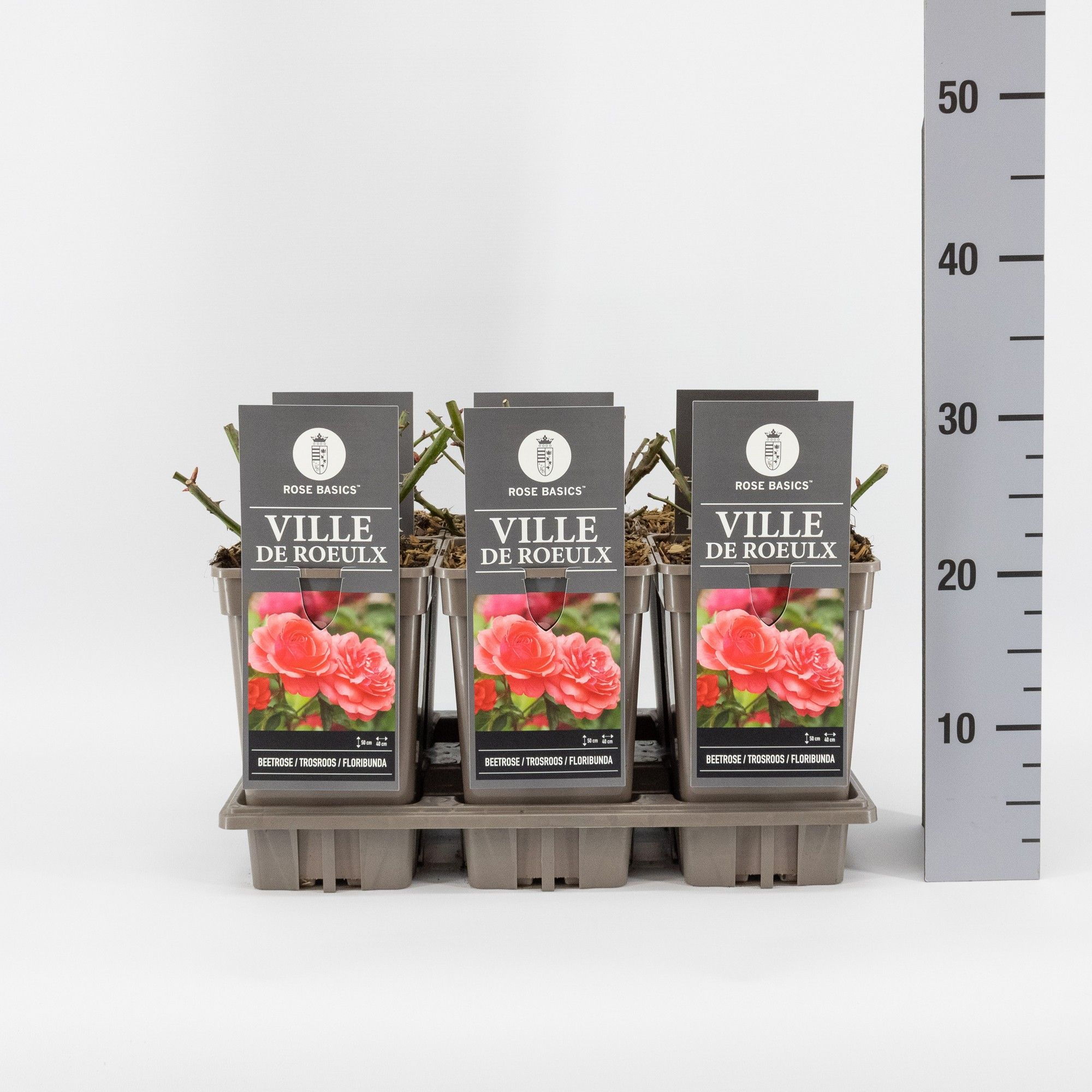 Rosa (F) Ville de Roeulx, C3, D 17