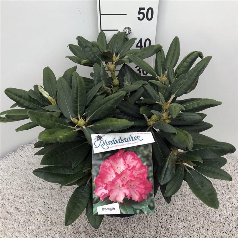 Rhododendron (Y) 'Fantastica', D 29