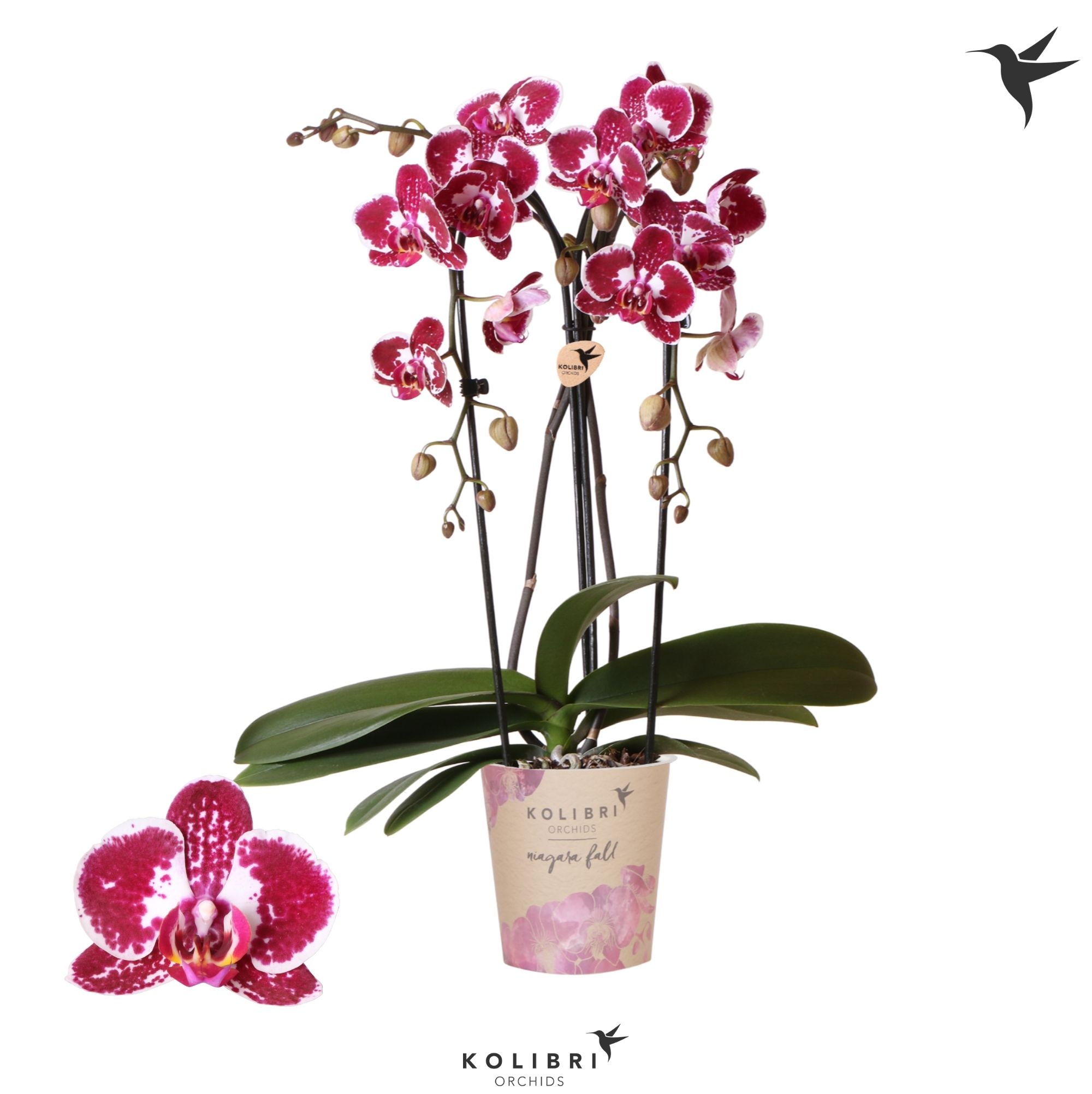Kolibri Orchids Cascade Niagara Fall spotty 2 spike, D 12
