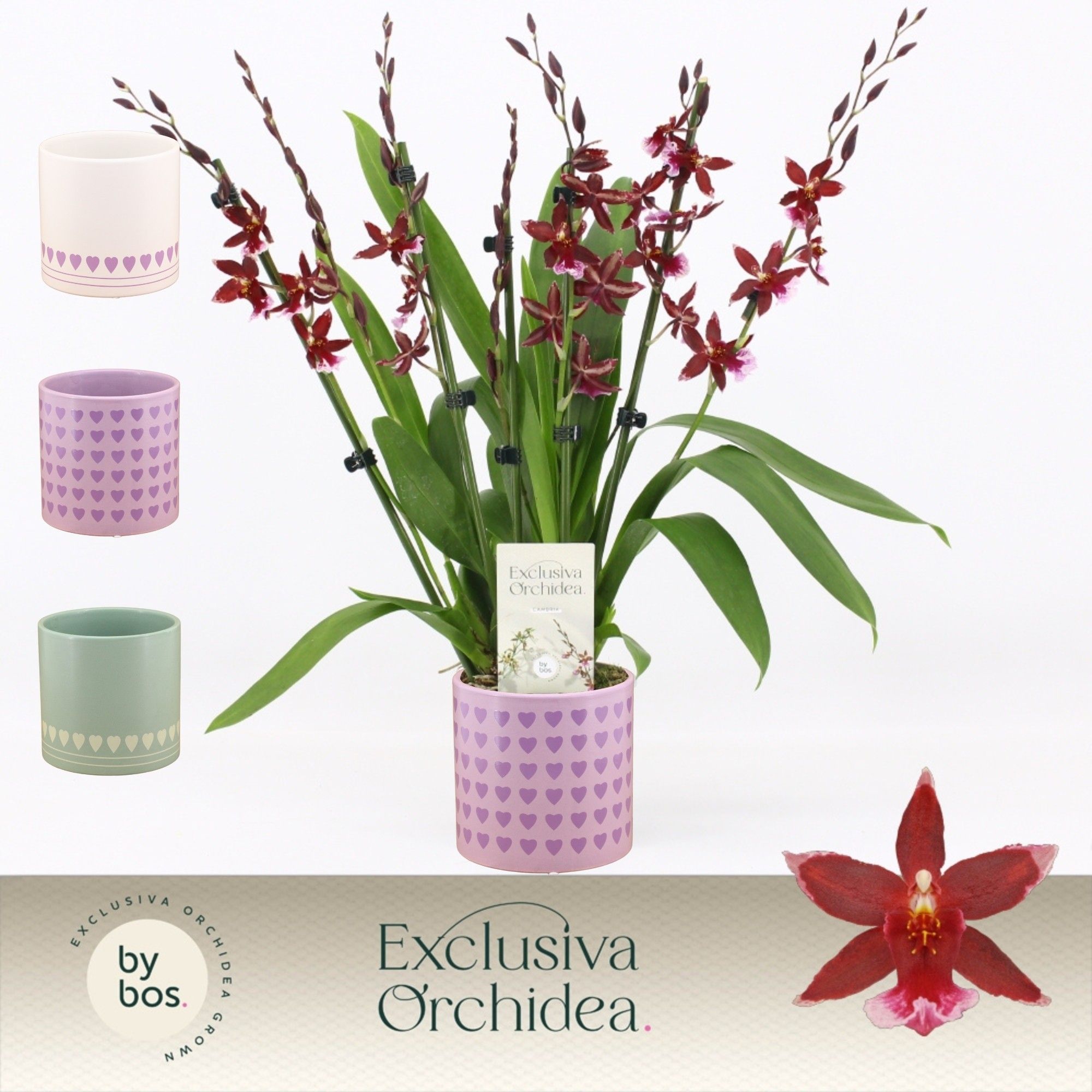 Barrocco Red, 7+ spike in Horizon Love 'Exclusiva Orchidea', D 12