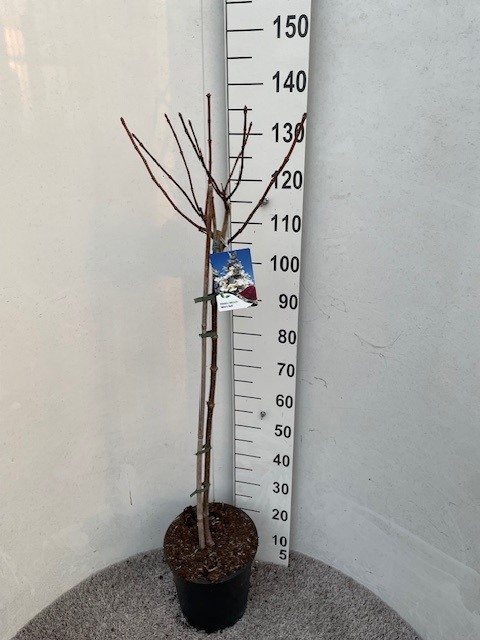 Hydrangea pan. Wim's Red 100 stam P28 C10, D 28