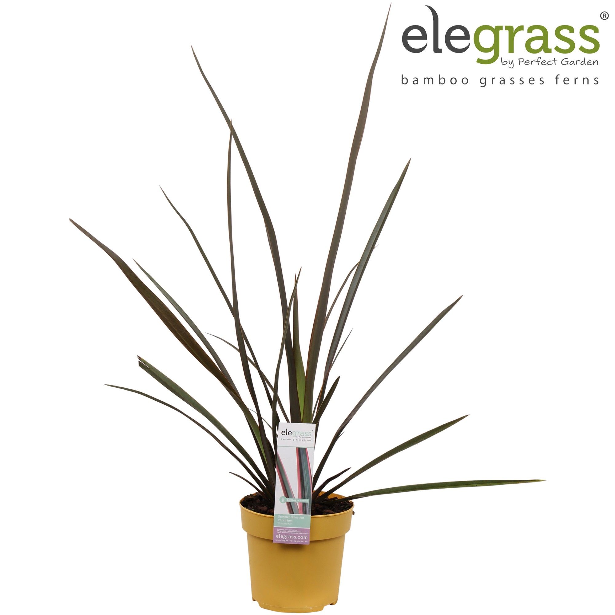 Phormium 'Sundowner' P14, D 14