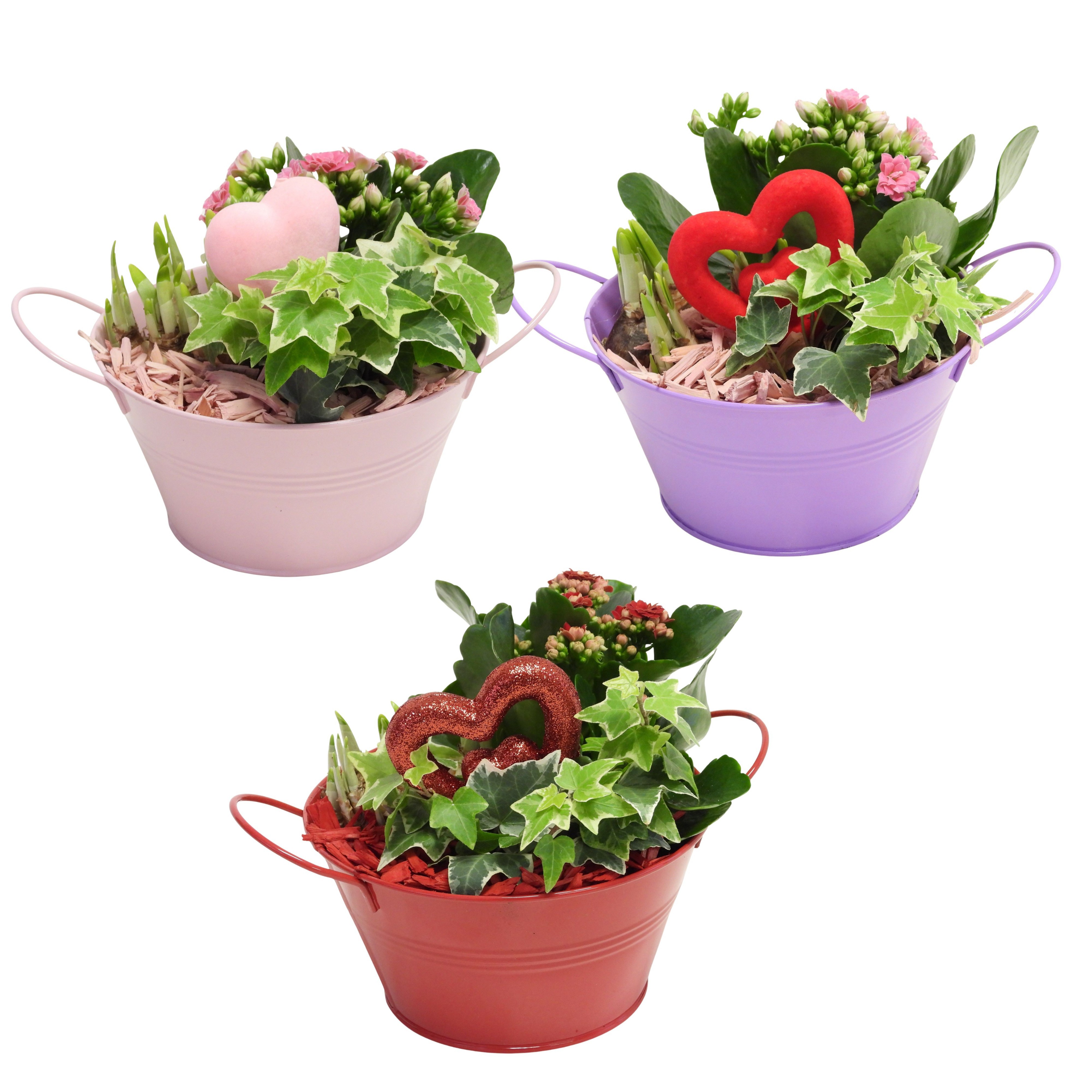 Love Specials Arrangement Zinken Schaal 19 cm, D 19