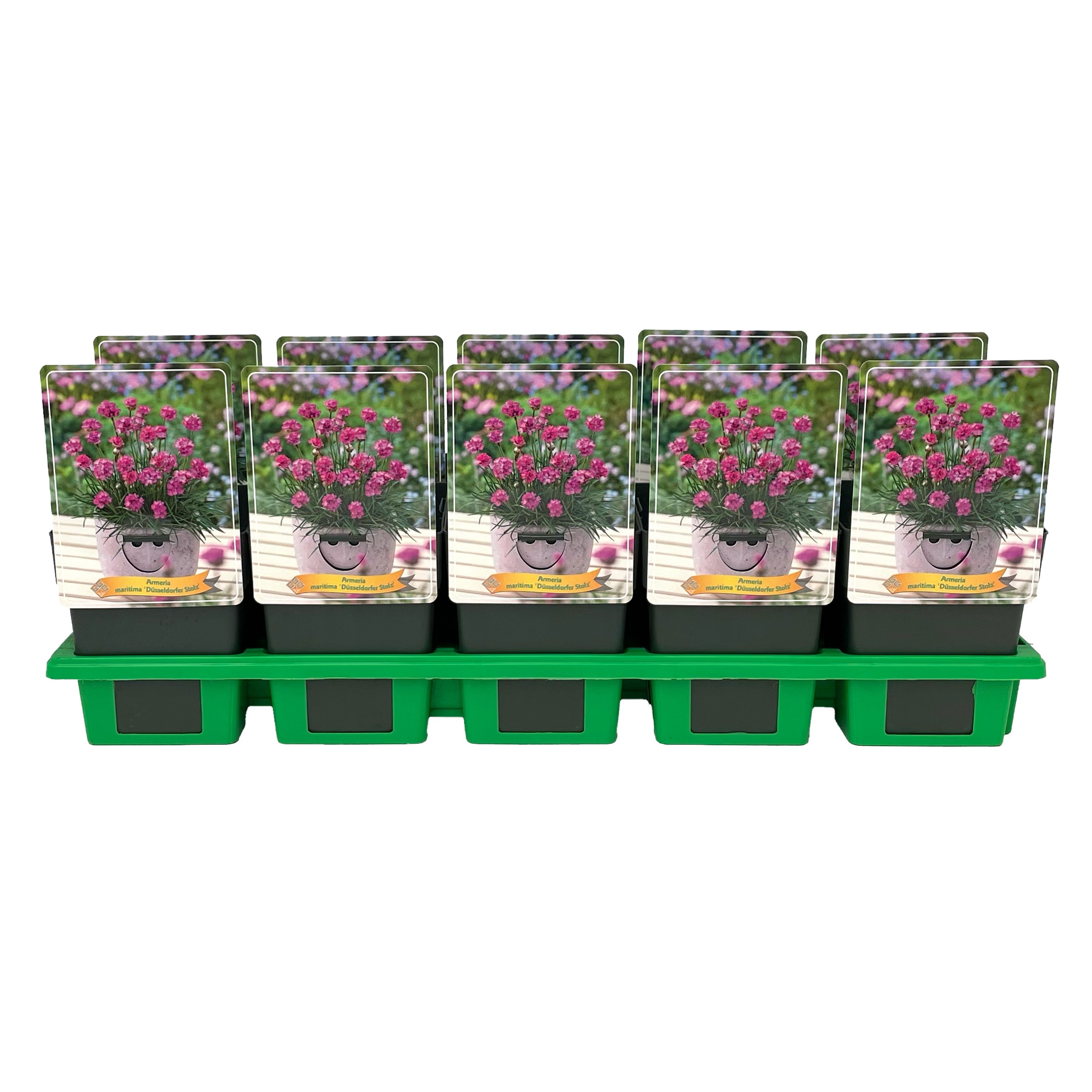 Armeria maritima 'Düsseldorfer Stolz' P11, D 11