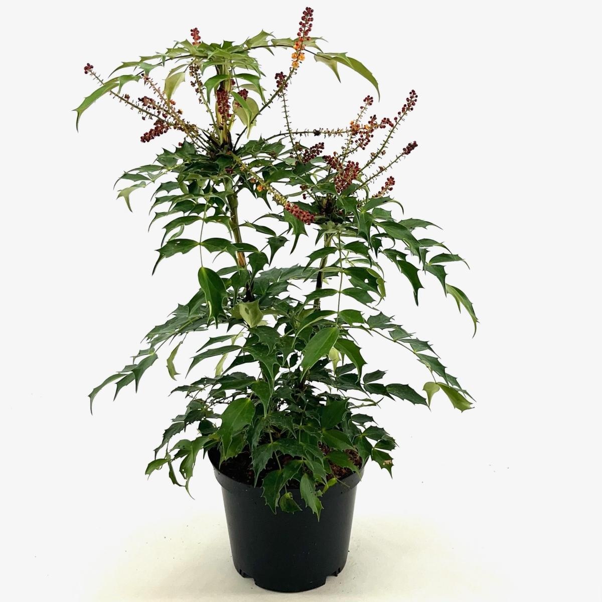 Mahonia 'Cabaret', D 19