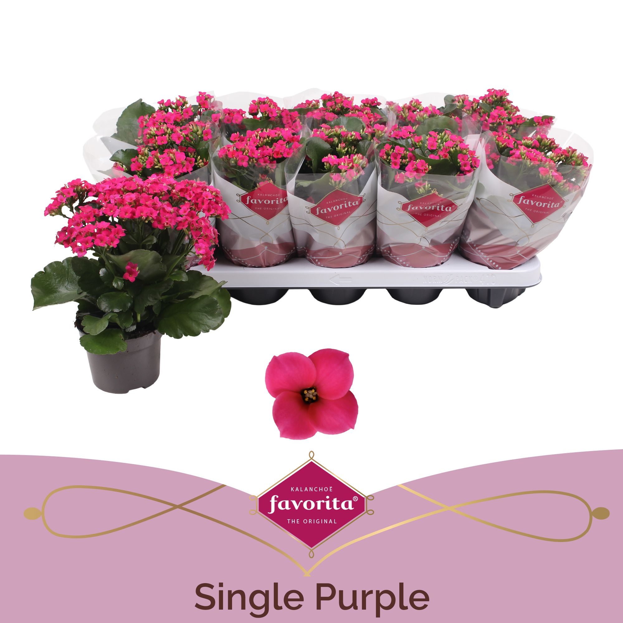 Kalanchoe favorita purple, D 10,5