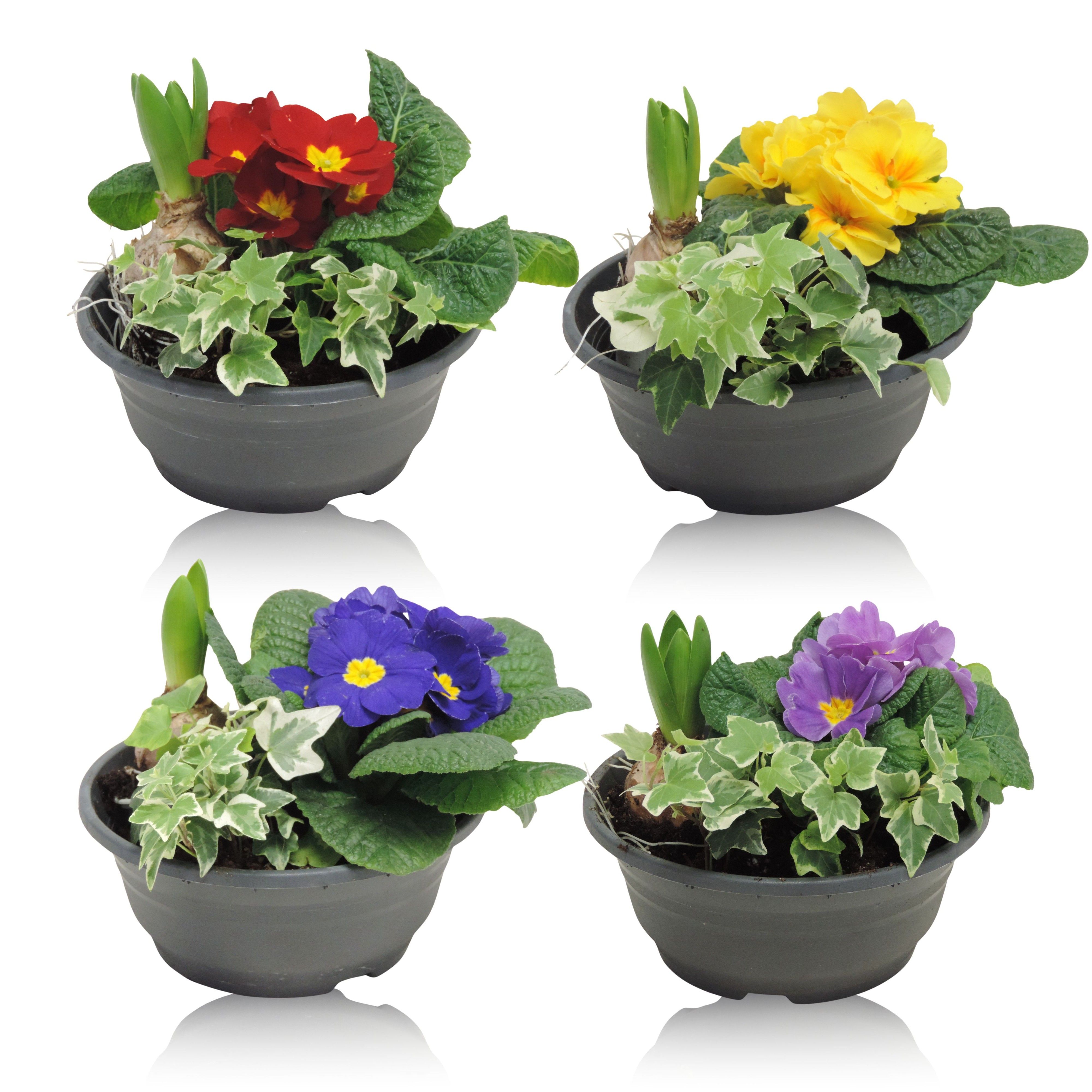 Arrangement Early Spring Classic Hyacint in Schaal 19 cm, D 19