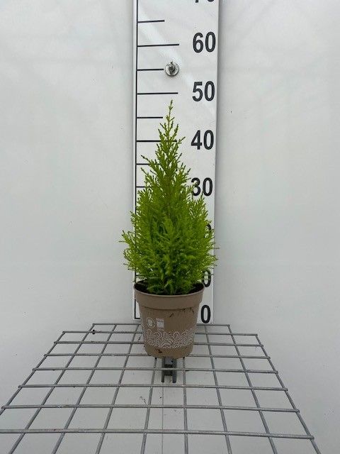 617 LDW : Pot 12 cm Chamacyparis Ellwoodii GOLDCREST, D 12