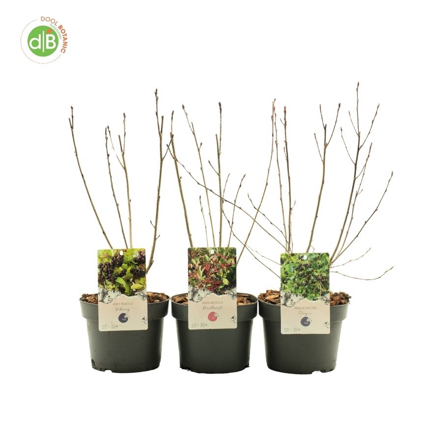 Aronia in soorten, D 19