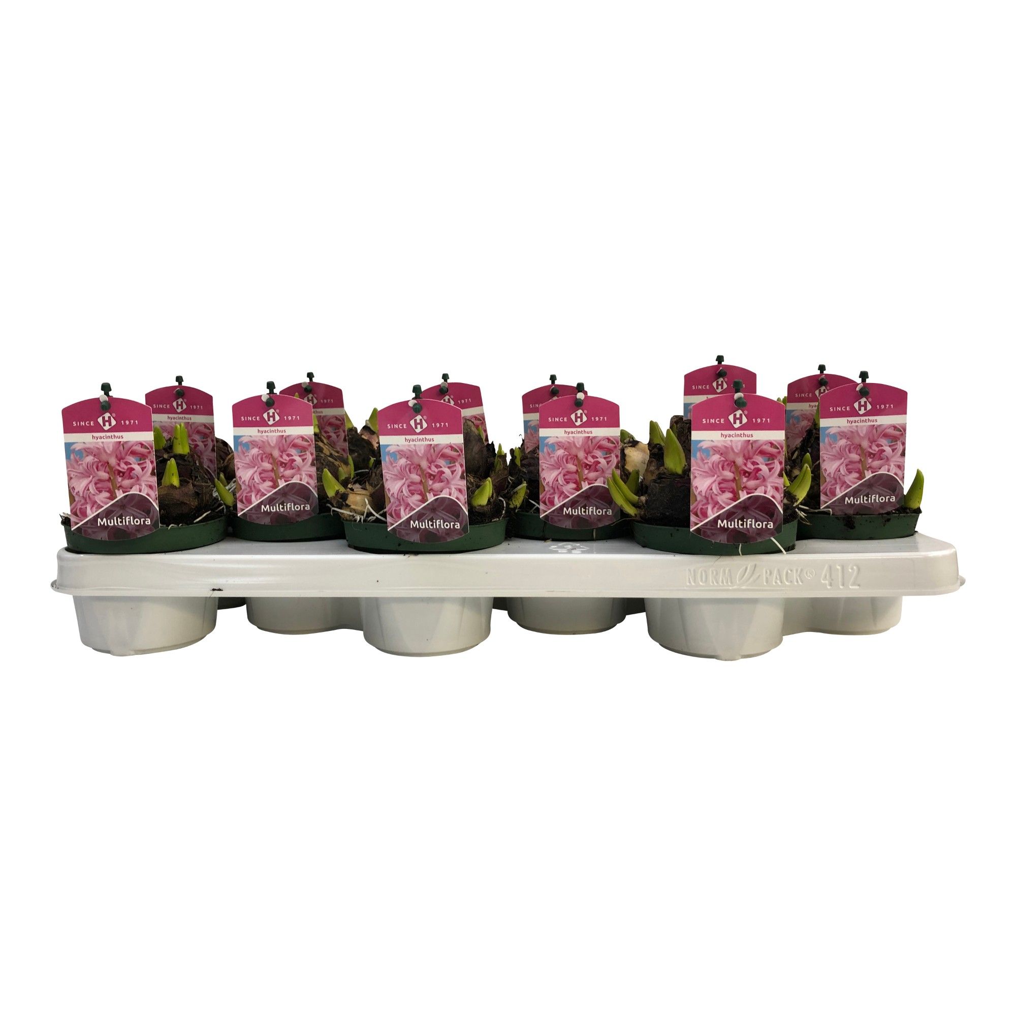 Multiflora Pink 10,5 cm., D 10