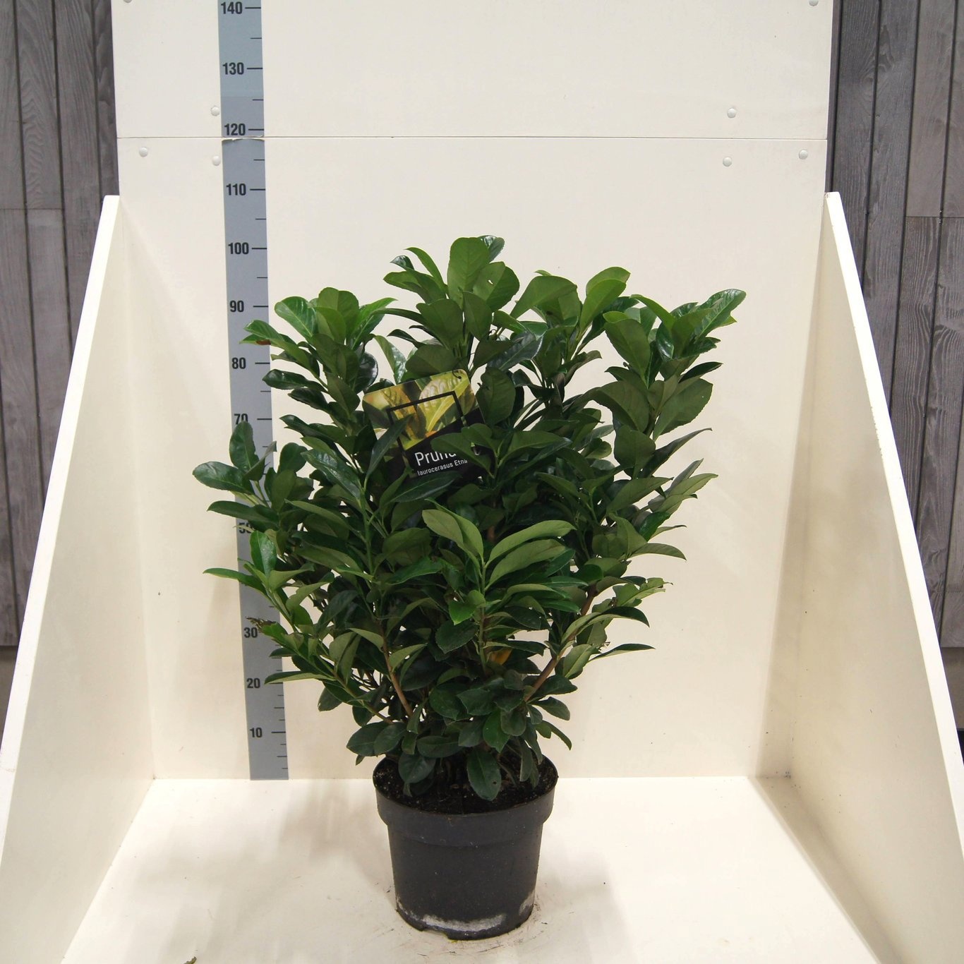 Prunus l. Etna, D 28