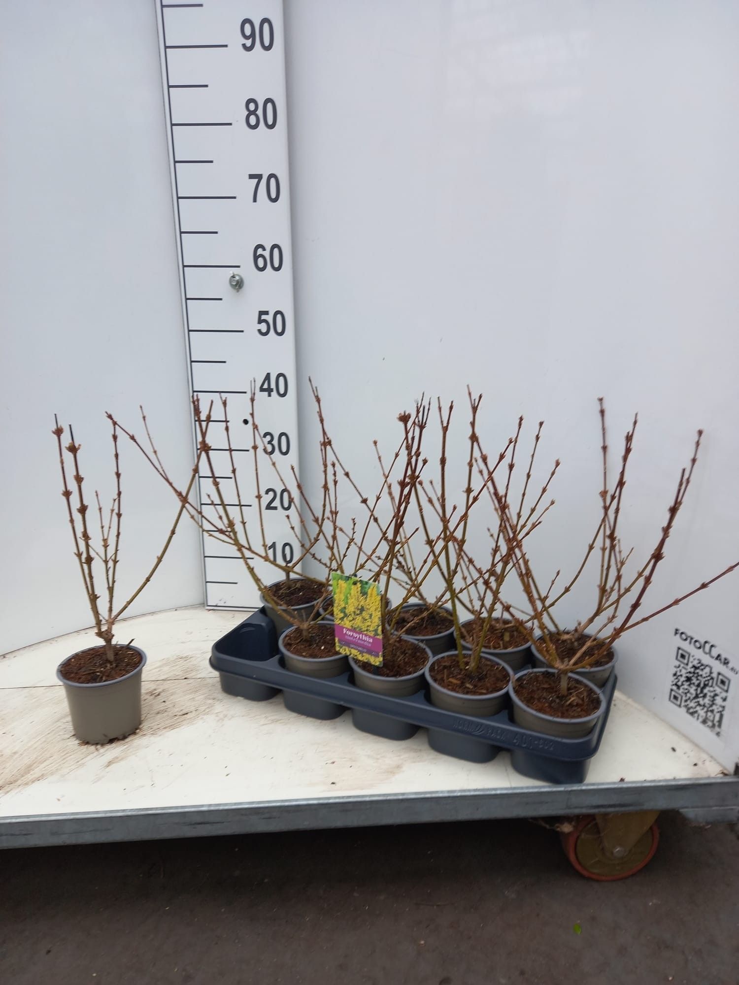Forsythia intermedia 'Spectabilis', D 12