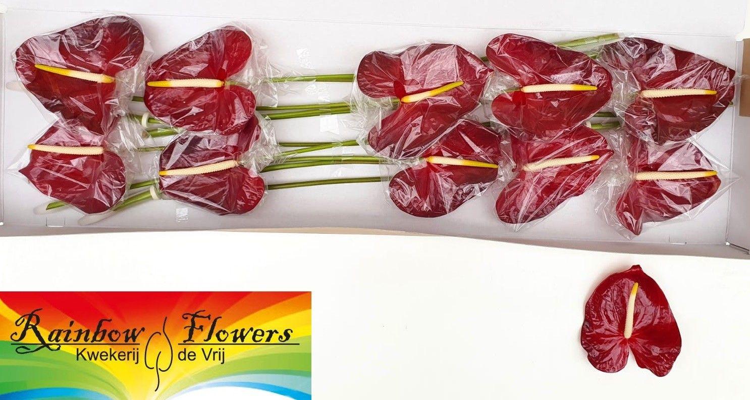 Антуриум Гэлэкси (красно-зел.) x10, шт.