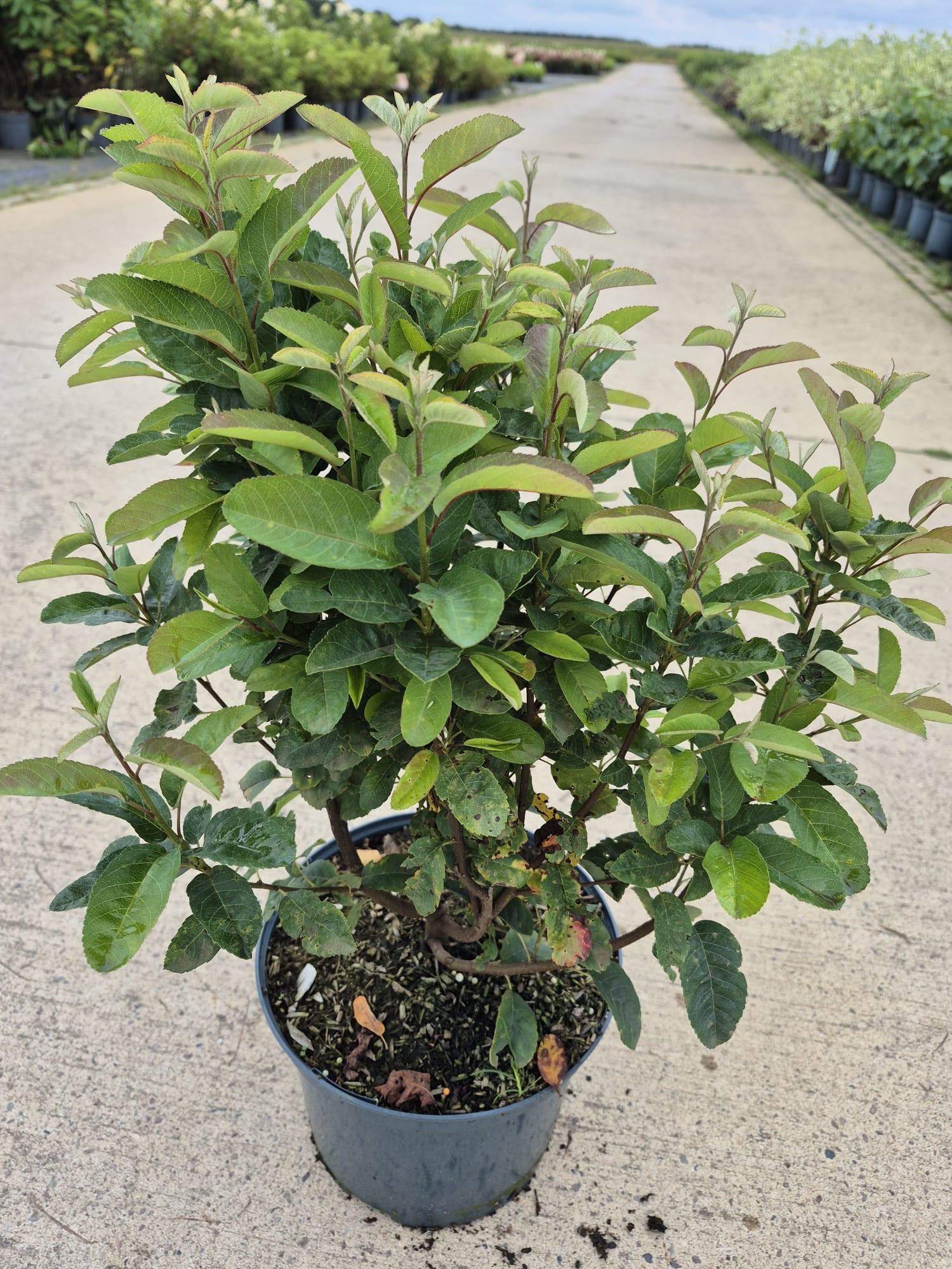 Amelanchier 'Rainbow Pillar' -R-, D 23