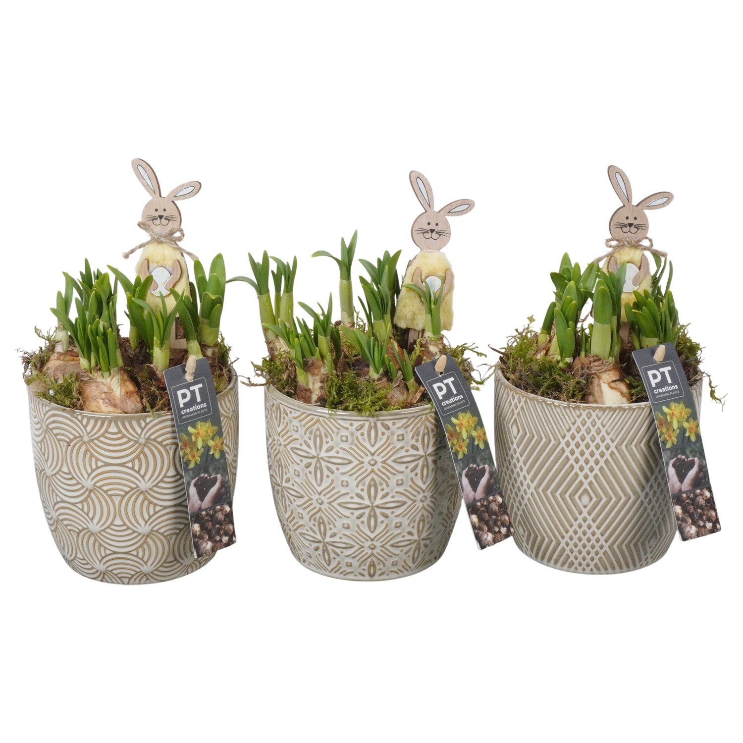 PTNP4502 Arrangement Narcissus Easter in keramiek pot, D 12