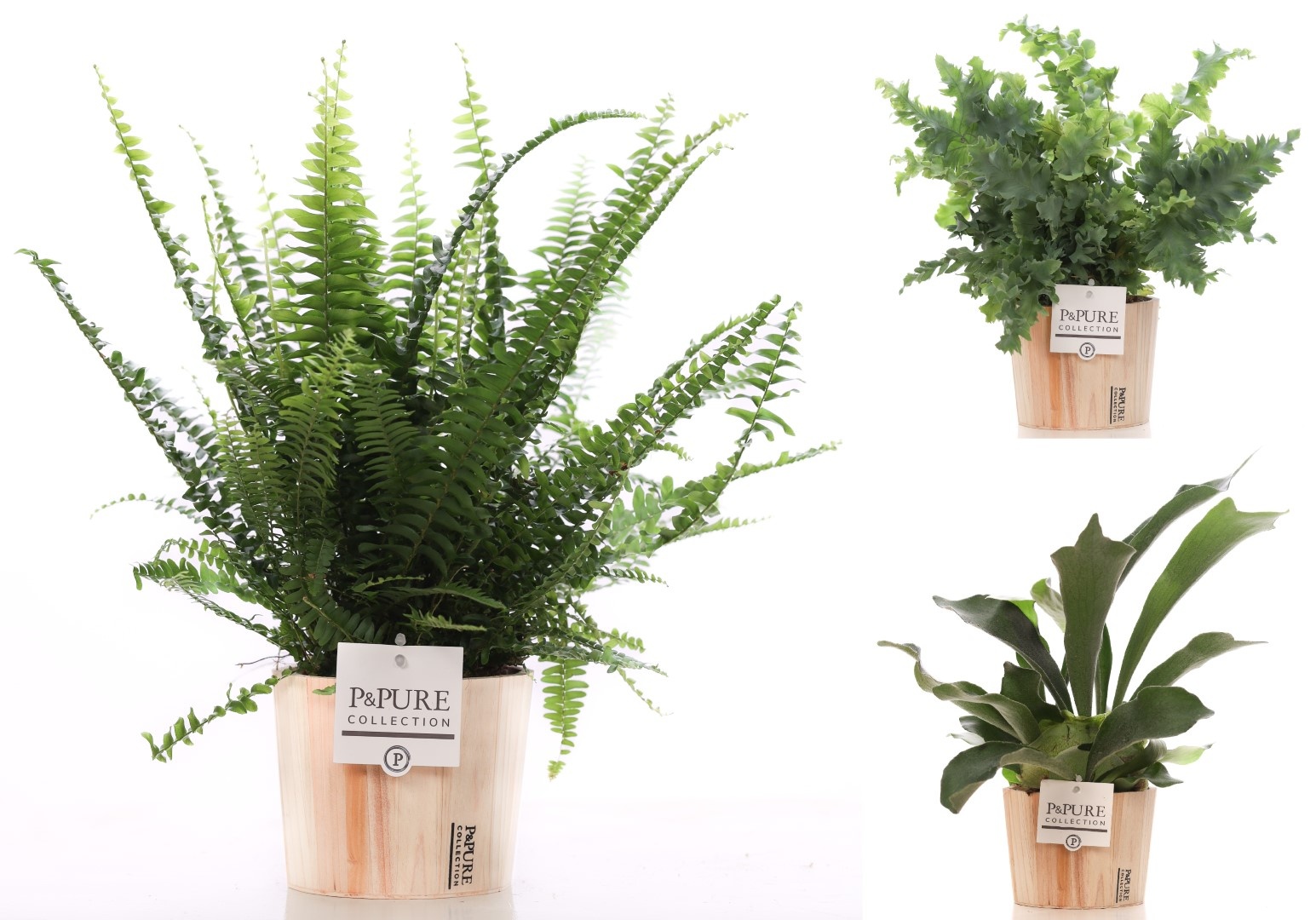 Varens gemengd in P&PURE Wood 5, D 12