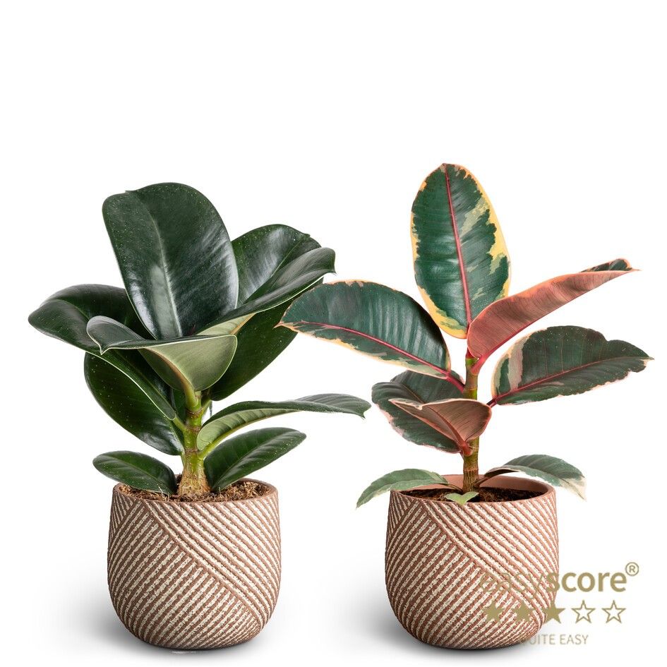 Grove Nougat, Ficus Elastica Collection, D 9