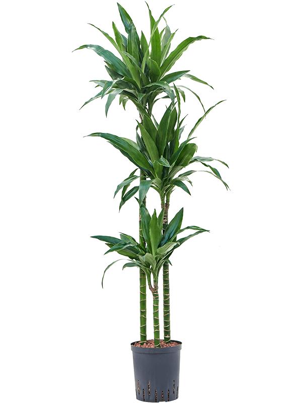 Dracaena fragrans 'Janet Craig', D 18