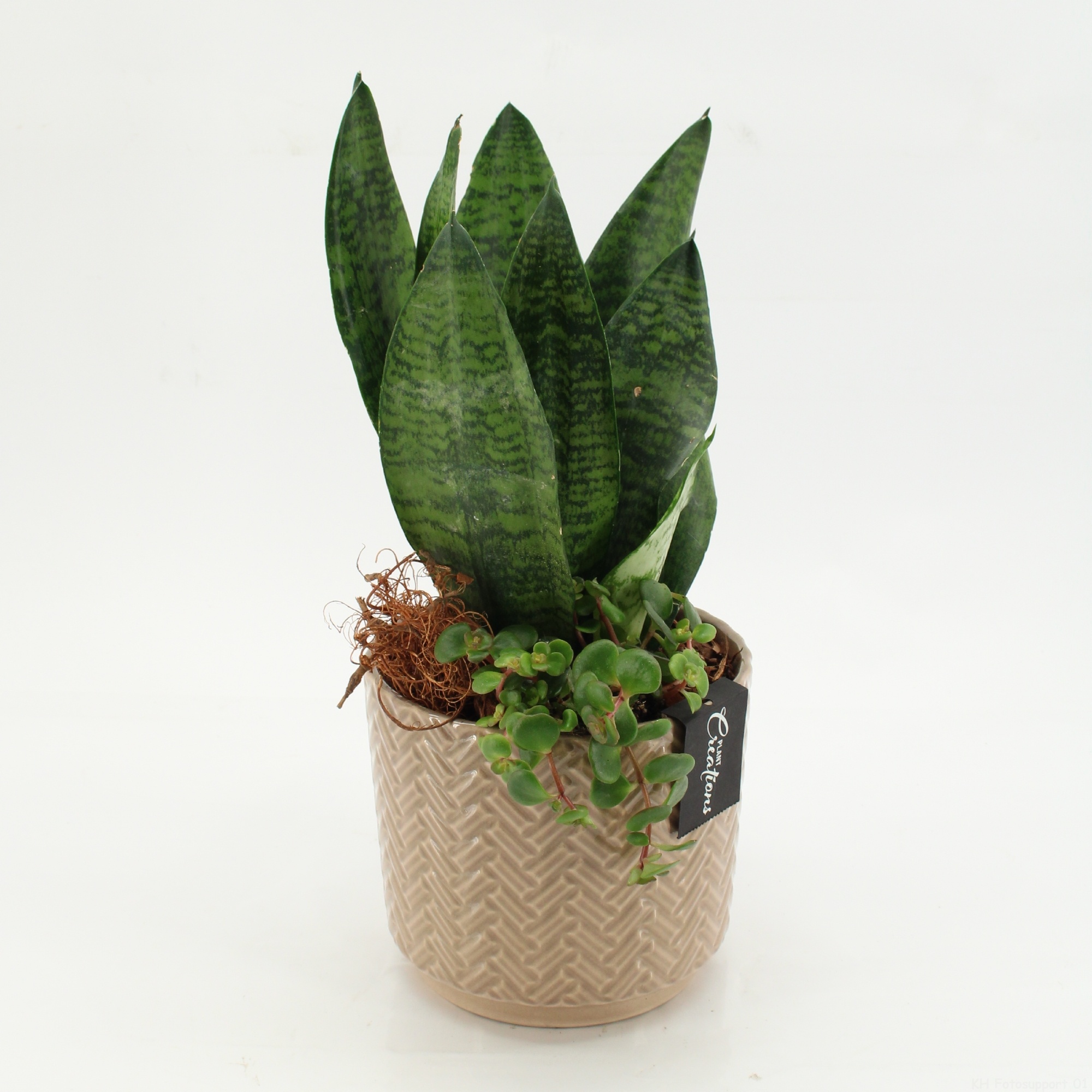 SUCR-2615 Succulent Essentials, D 16