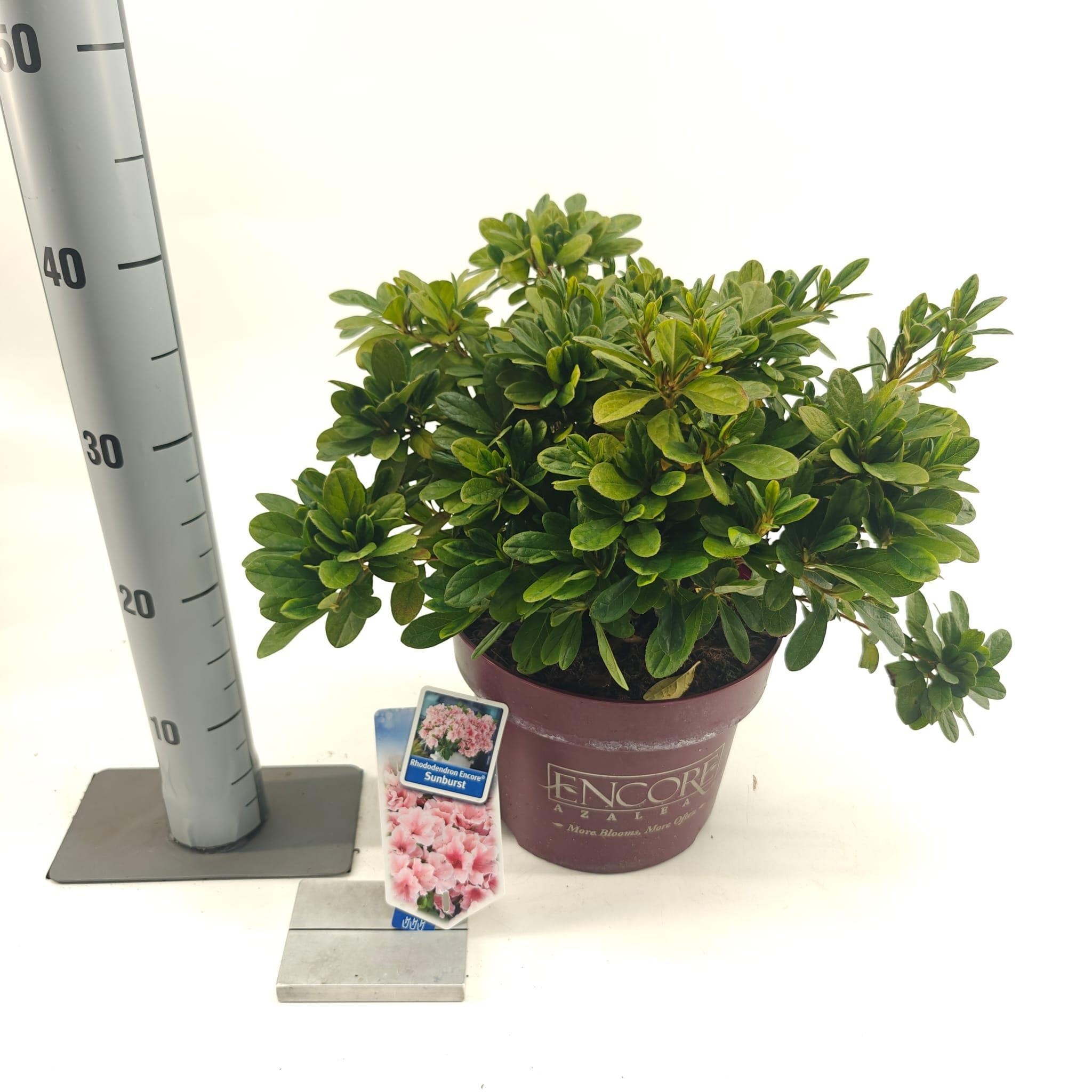 Rhododendron ENCORE® Sunburst ('Roblet'PBR), D 23