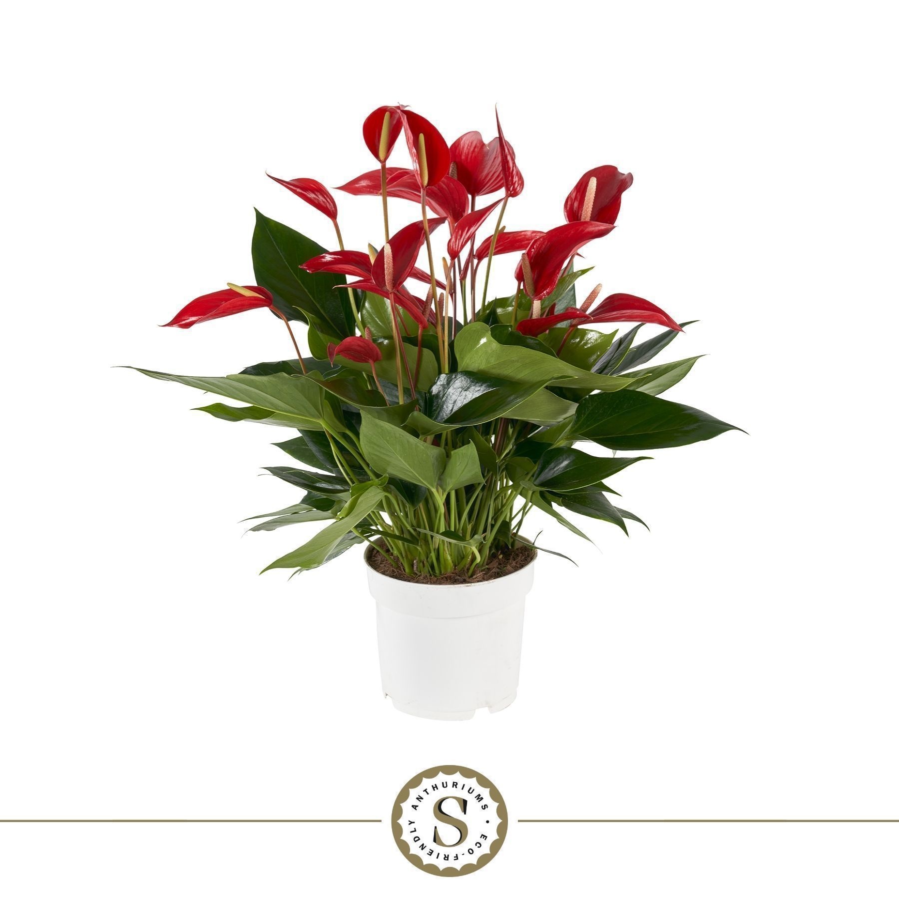 Anthurium Mille Fleurs Roja 17cm, D 17