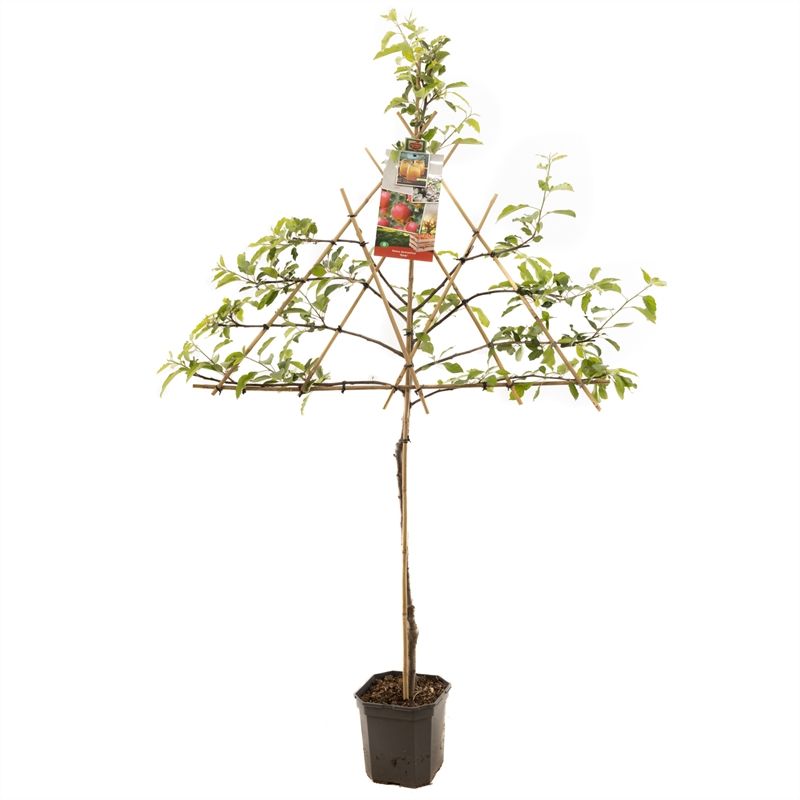 Malus dom. Gala leivorm Handappel, D 24