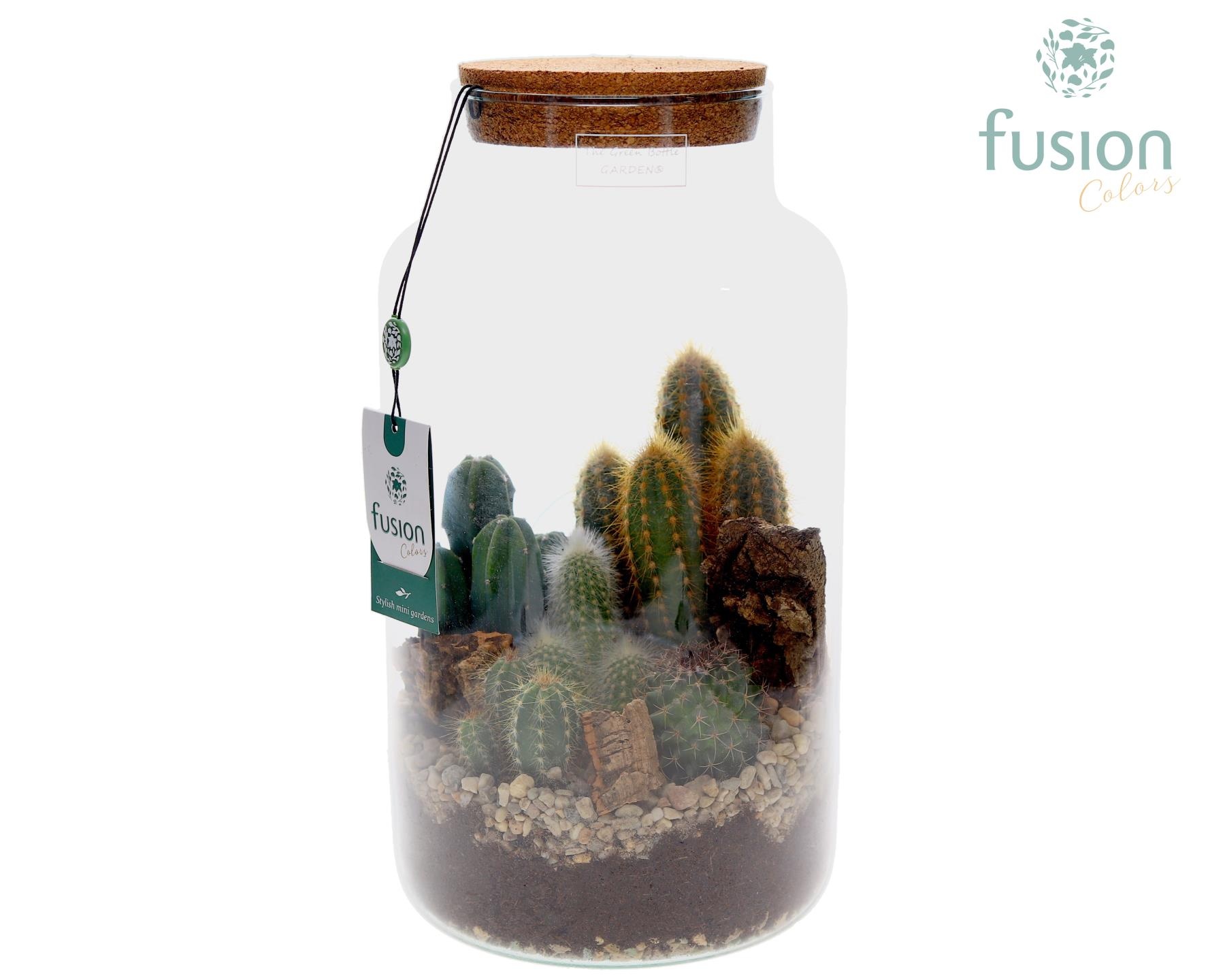 Green Bottle Pot Large met Cactus arrangement, D 19