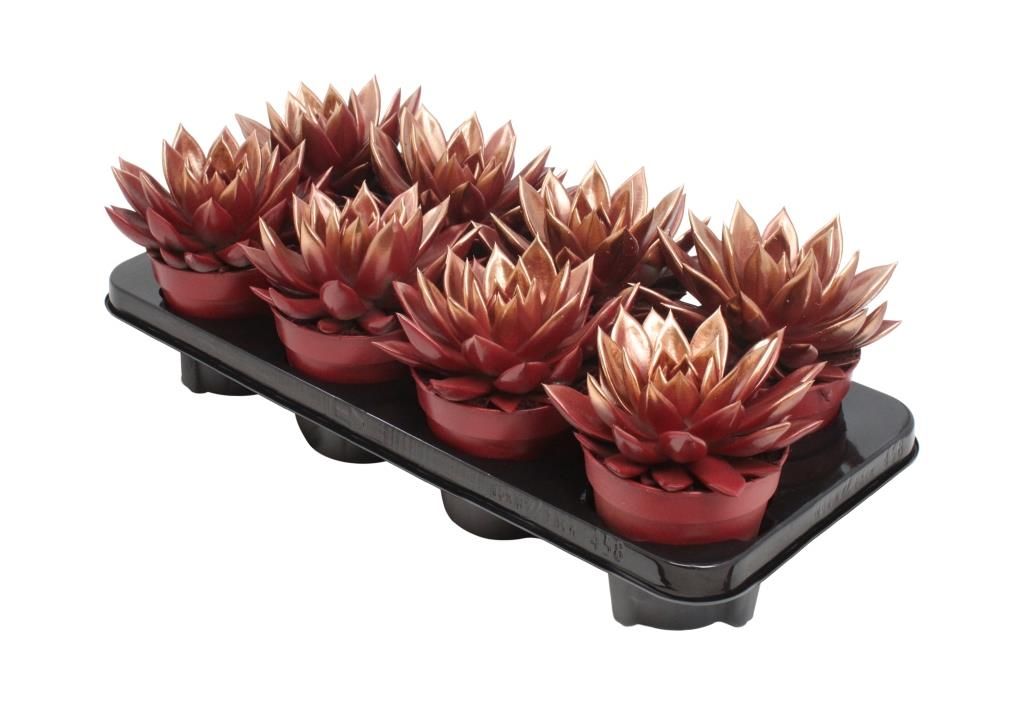 Miranda bicoloured red/bronze, D 12