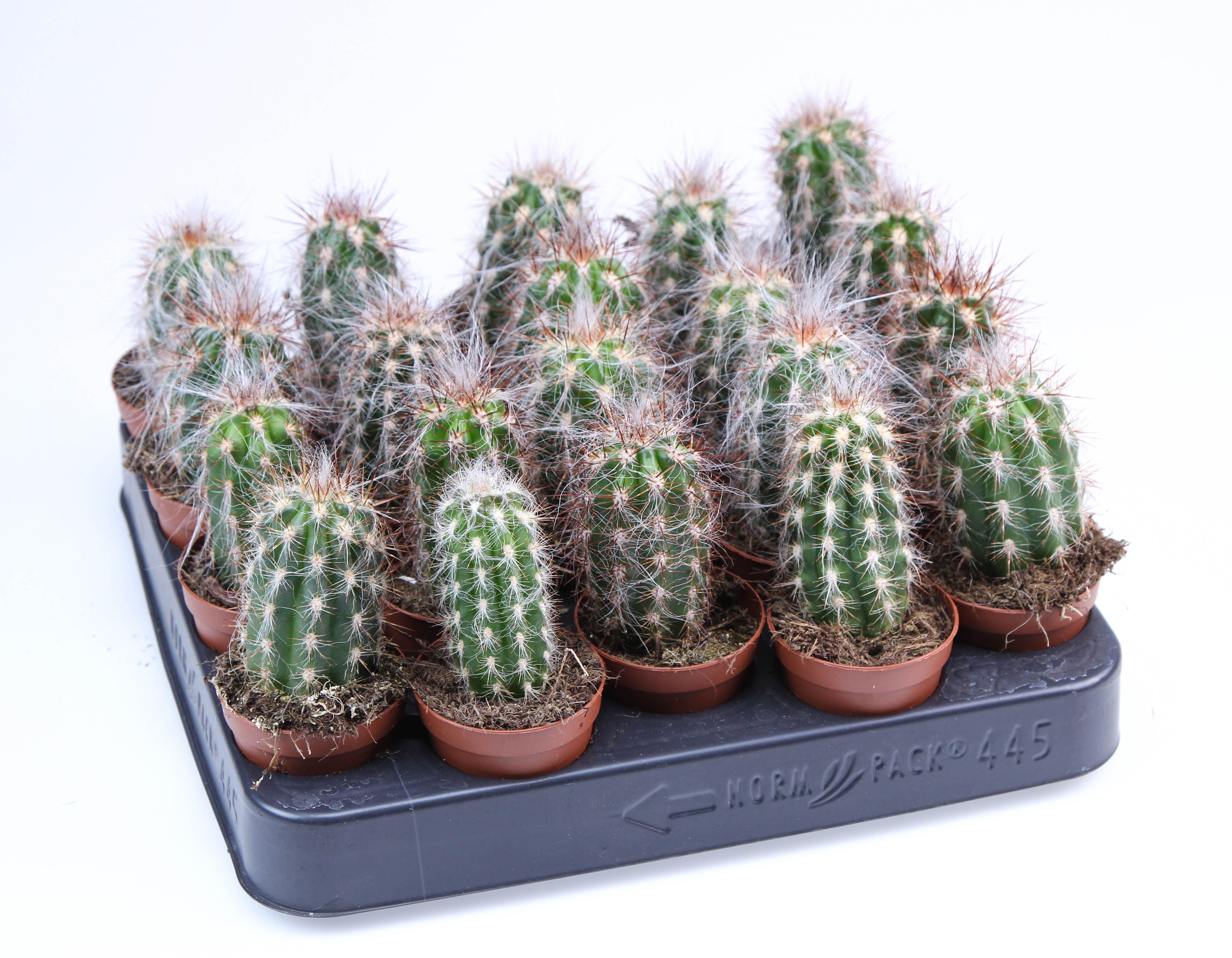 Oreocereus celsianus E, D 5,5