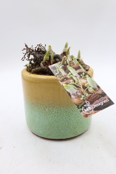 Narcis, luxe keramiek cilinder, D 13