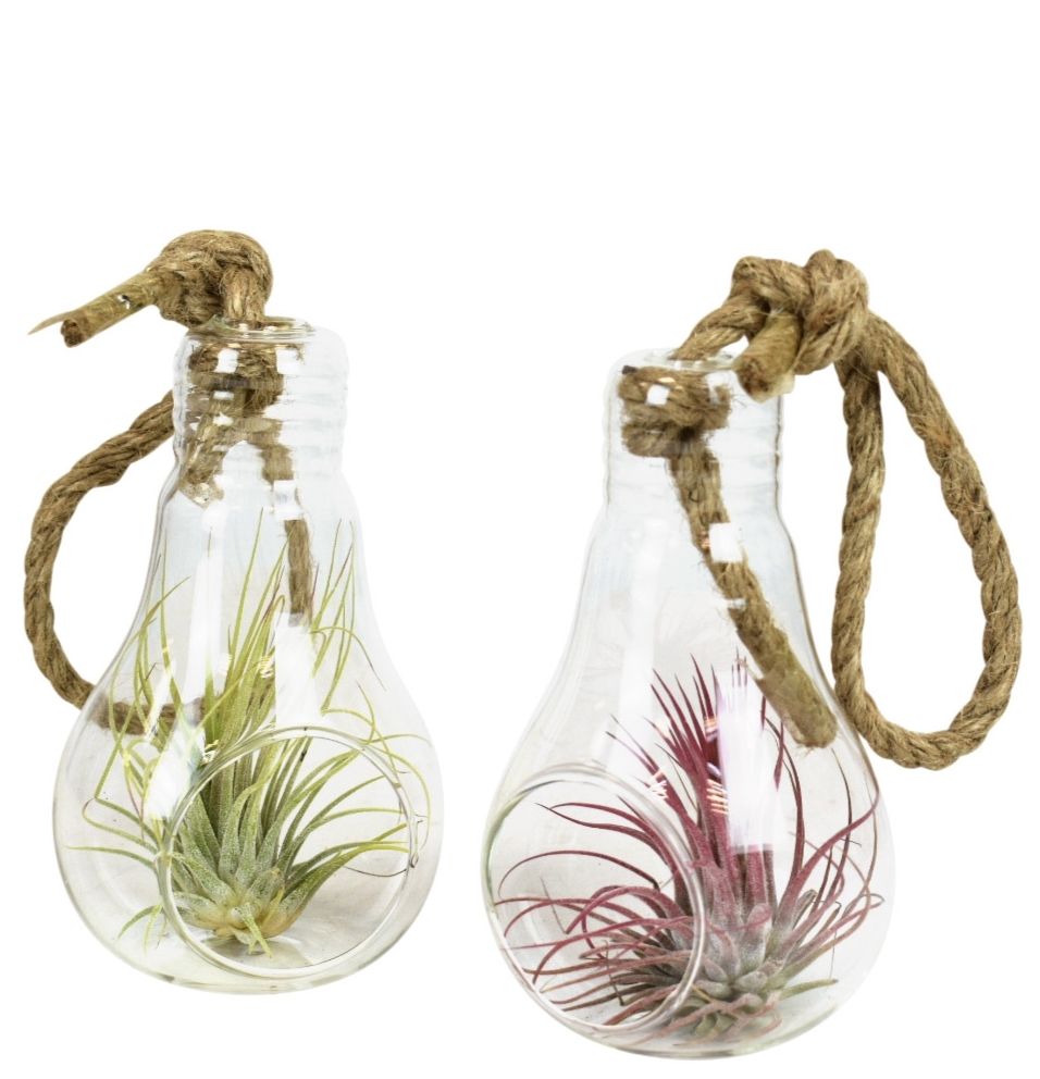 Tillandsia glas lamp touw medium, D 8