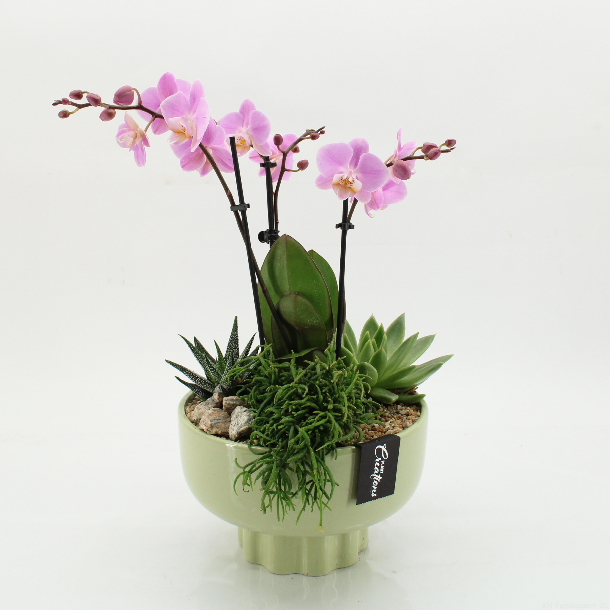 PHAL-2618RZ Phalaenopsis creatie, D 22