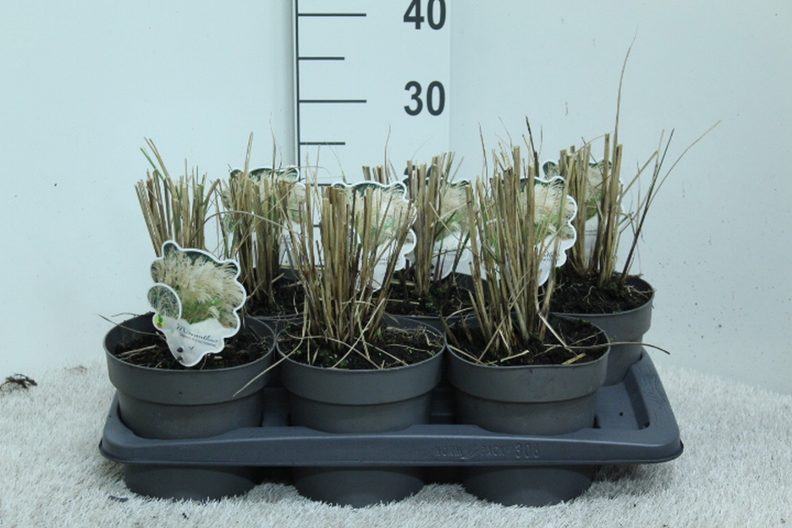 Miscanthus sin. 'Kleine Fontäne' P17, D 17