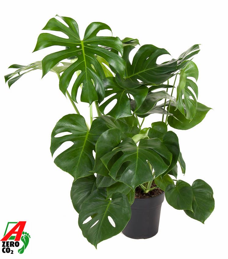 Monstera Deliciosa struik P24, D 24