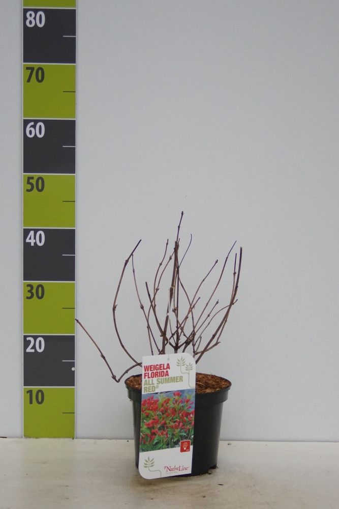 Weigela florida 'All Summer Red' (S), D 19