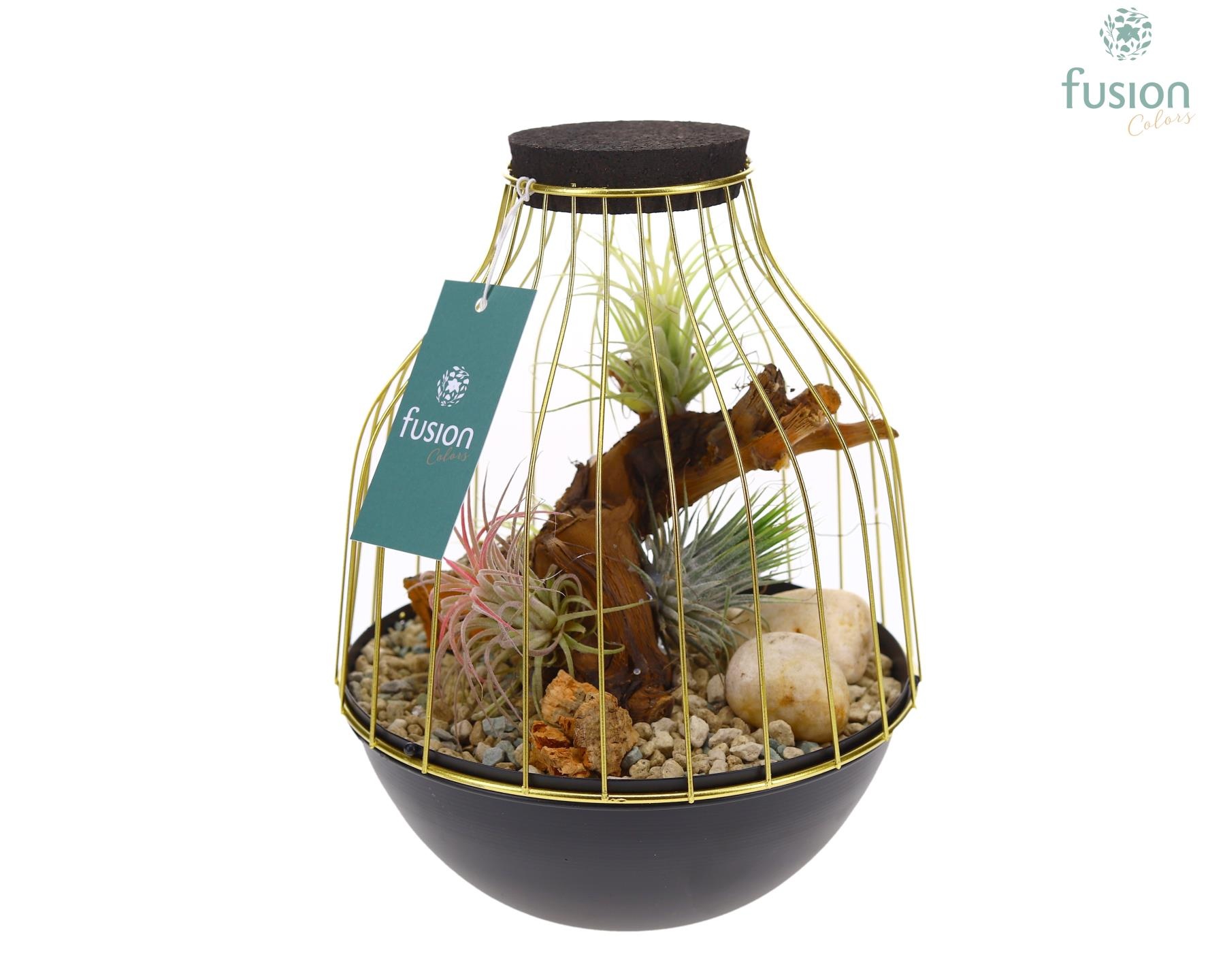 Vogelkooi metaal goudzwart Medium met Tillandsia Air Plants, D 19