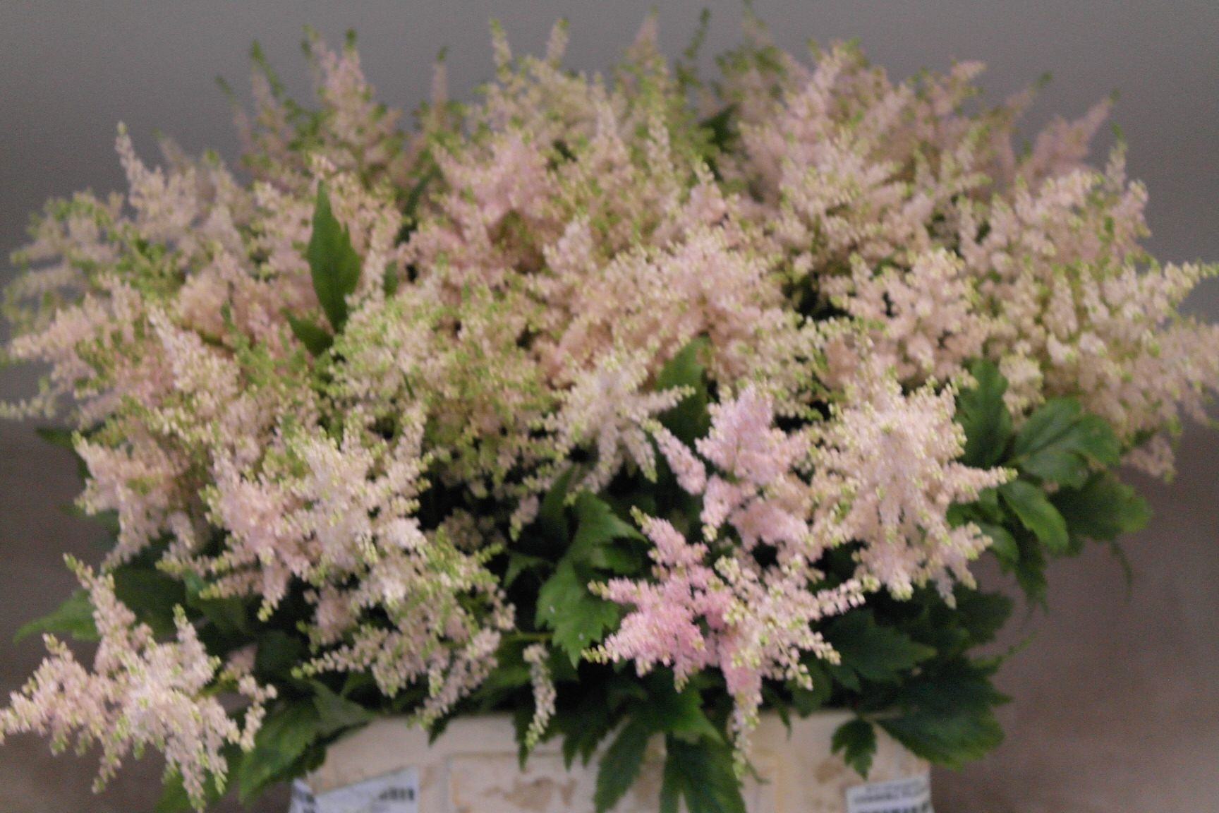 Астильба Европа 45, шт.