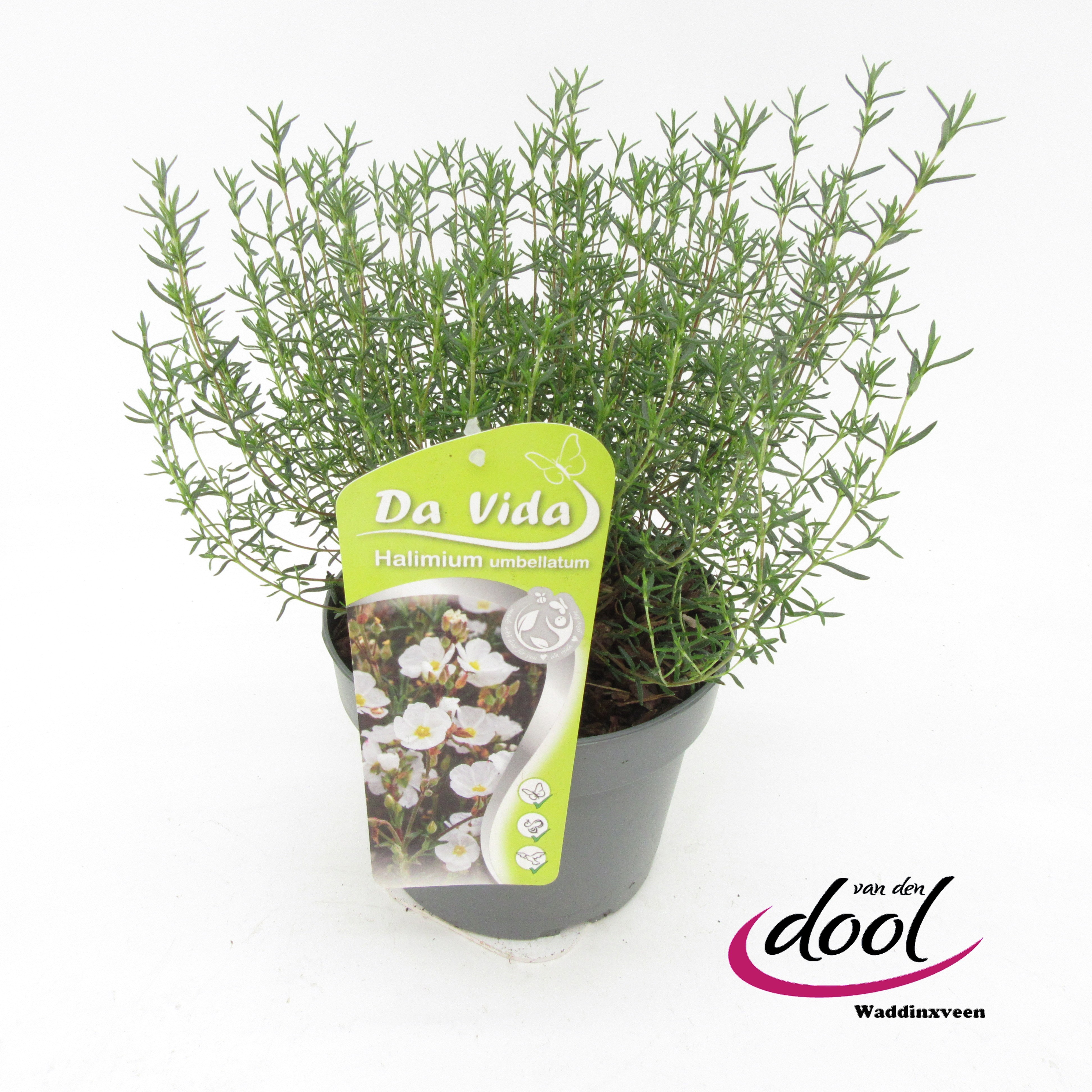 Halimium Umbellata, D 19