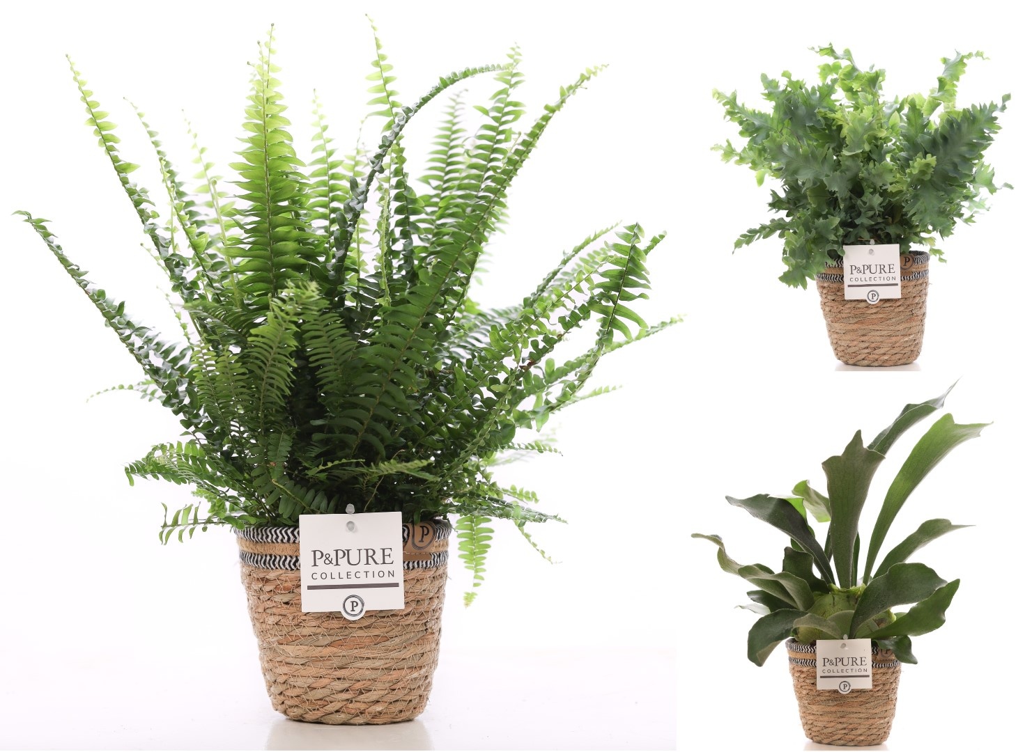 Varens gemengd in P&PURE Basket 6, D 12