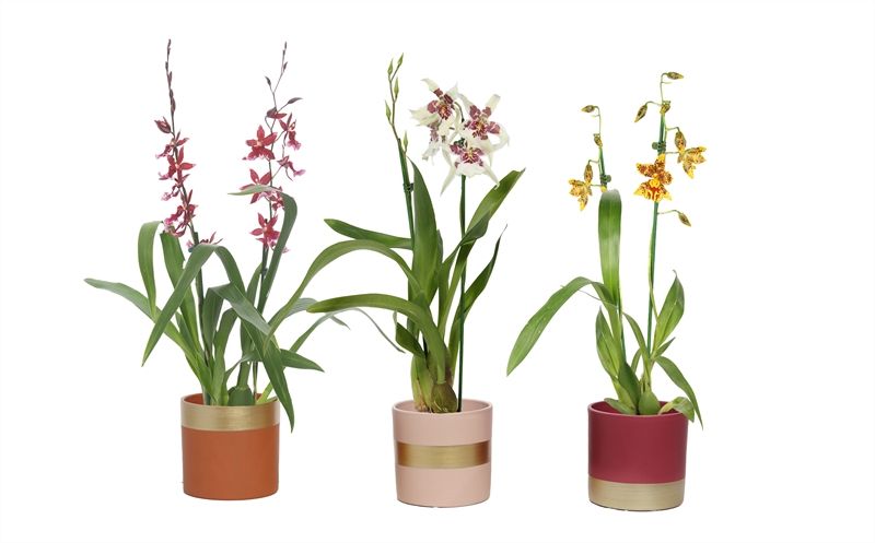 Dolomite p12 Horizon nude mix Cambria mix 2T12+, D 12