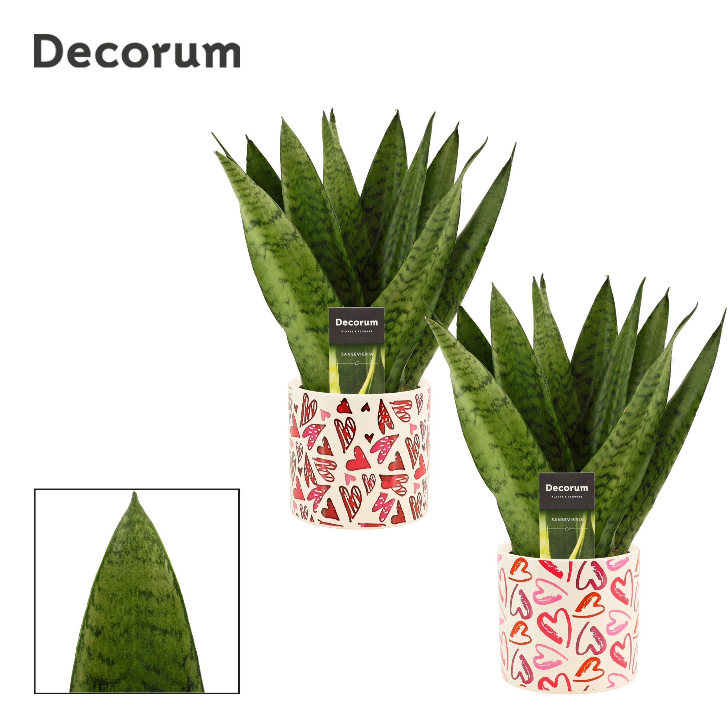 Sansevieria Zeylanica Fan 12 cm in Julia (Deco-collection), D 12