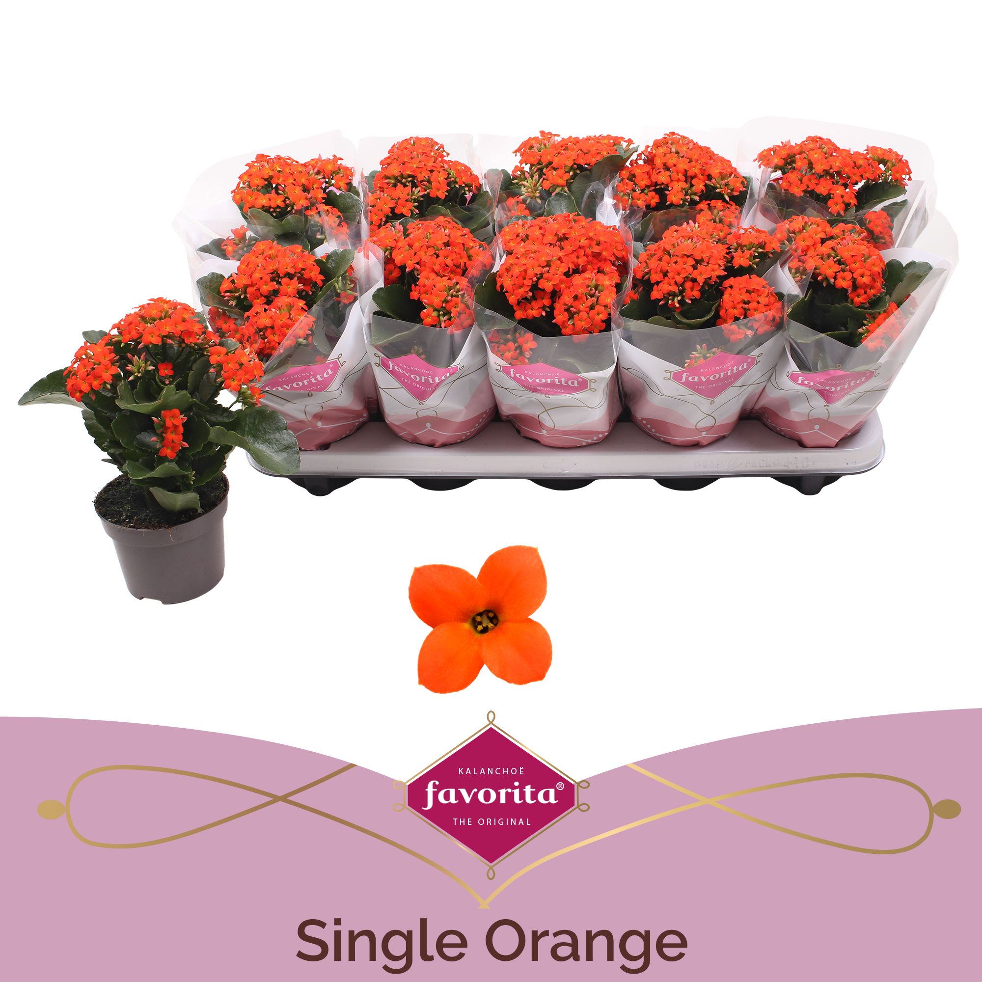 Kalanchoe favorita orange, D 10,5
